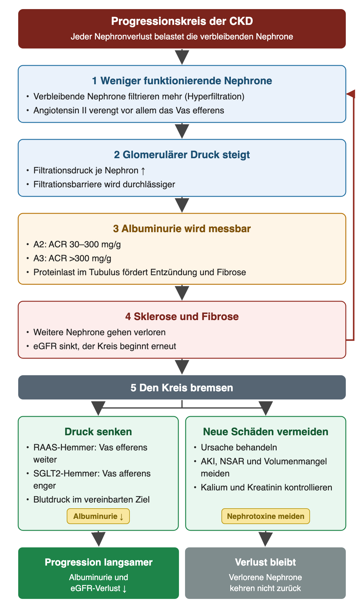 Vier nummerierte Schritte von weniger funktionierenden Nephronen über steigenden glomerulären Druck und Albuminurie A2/A3 zu Sklerose und weiterem Nephronverlust, mit Rückpfeil zum Anfang; darunter zwei Bremsen: Druck senken und neue Schäden vermeiden.