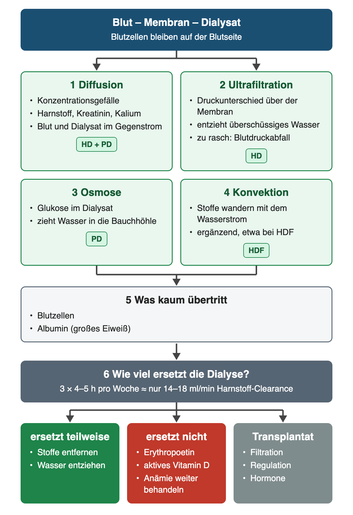Von der semipermeablen Membran führen vier Transportwege – Diffusion, Ultrafiltration, Osmose und Konvektion – zu der Frage, was kaum übertritt und wie viel die Dialyse ersetzt; unten stehen teilweise ersetzte Ausscheidung, nicht ersetzte Hormonfunktionen und das Transplantat.