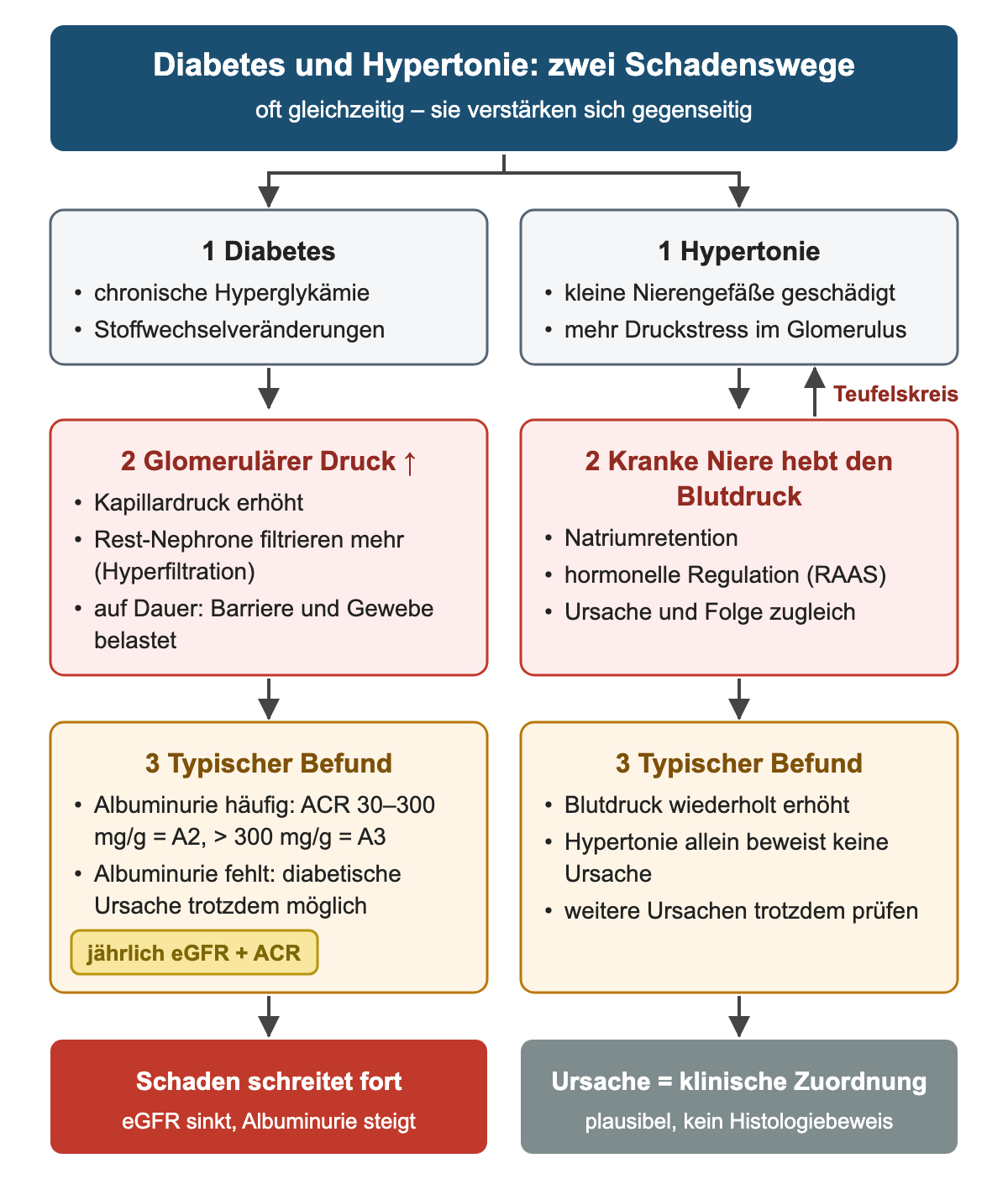 Zwei Spalten: Diabetes führt über erhöhten glomerulären Druck und Hyperfiltration zu Albuminurie, Hypertonie über Gefäßschaden und eine Rückkopplung der kranken Niere auf den Blutdruck; unten fortschreitender Schaden und eine nur klinische Ursachenzuordnung.