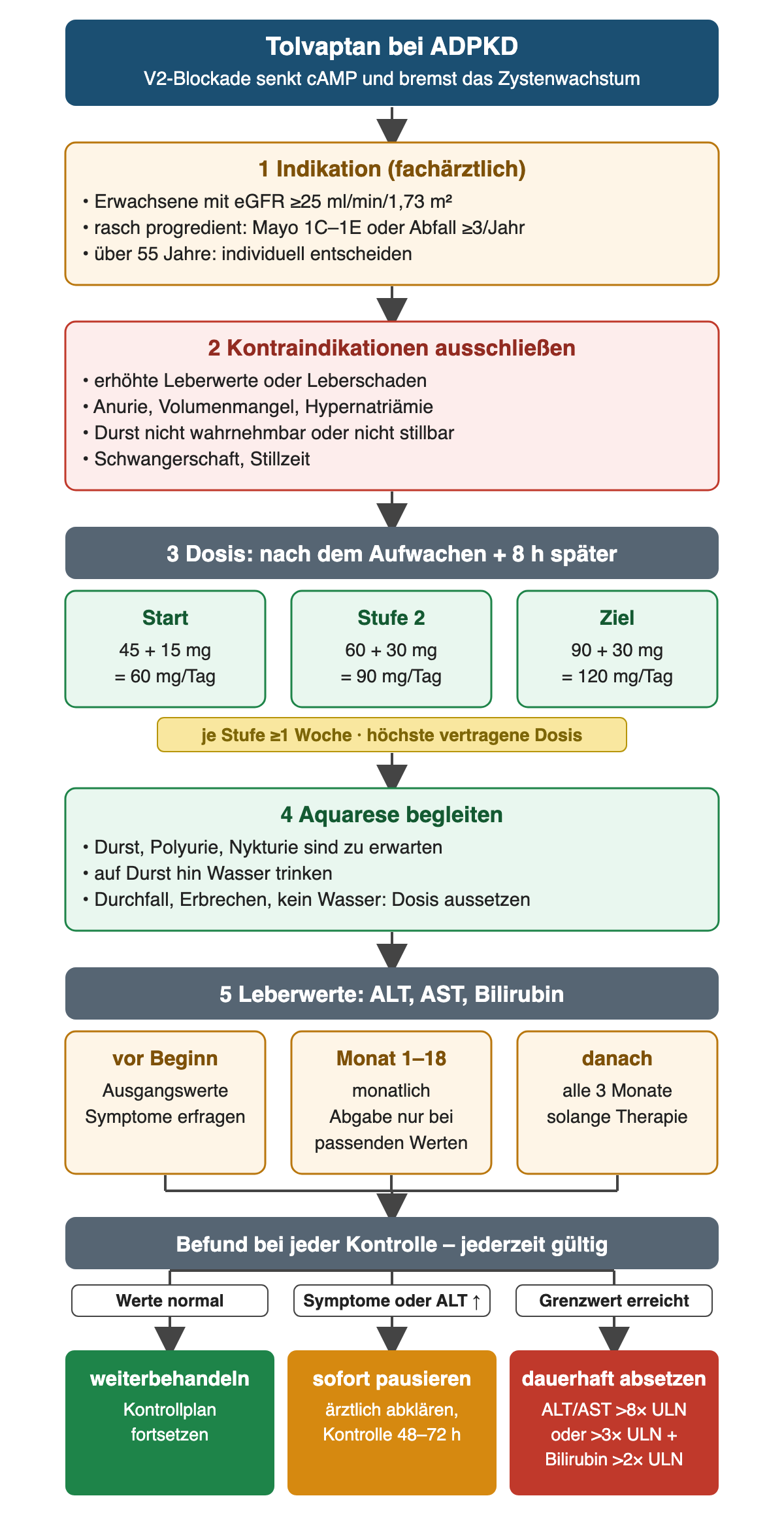 Tolvaptan von der Indikation mit eGFR ab 25 und rascher Progression über Kontraindikationen, Dosisstufen und Aquarese bis zum Leberkontrollplan; der Befund jeder Kontrolle führt jederzeit zu Weiterbehandlung, sofortiger Pause oder dauerhaftem Absetzen mit Grenzwerten.