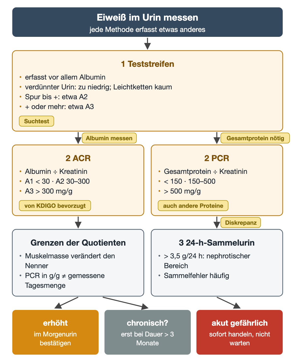 Vier Messwege: der Teststreifen als Suchtest mit Albuminschwerpunkt, die ACR mit den Grenzen 30 und 300 mg/g, die PCR mit 150 und 500 mg/g sowie der 24-Stunden-Sammelurin mit dem nephrotischen Bereich über 3,5 g; darunter die Grenzen der Quotienten und drei Konsequenzen.