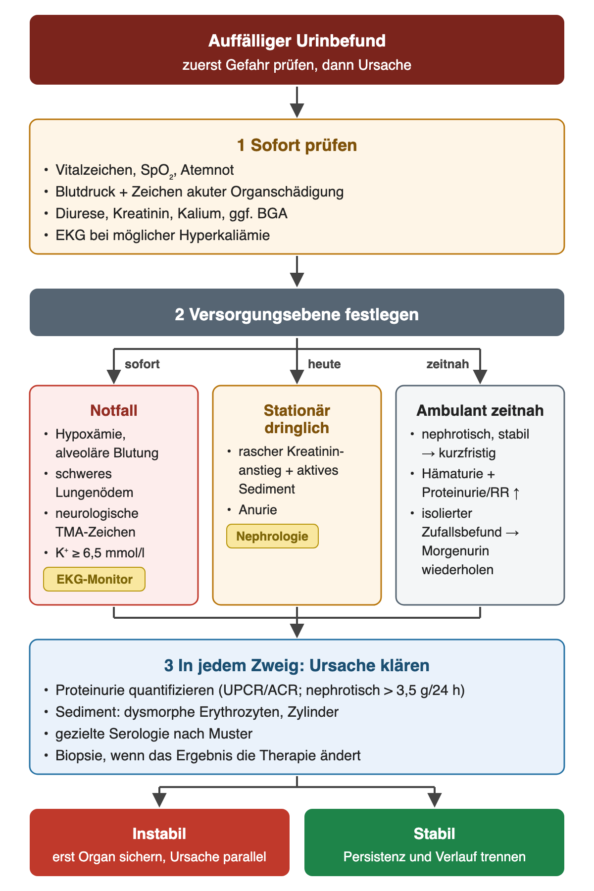 Ablauf in drei Schritten: Zuerst Vitalzeichen, Sauerstoffsättigung, Blutdruck mit Organschäden, Diurese, Kreatinin, Kalium und EKG prüfen. Danach drei Versorgungsebenen: Notfall bei Hypoxämie, alveolärer Blutung, schwerem Lungenödem, neurologischen TMA-Zeichen oder Kalium ab 6,5 mmol/l; dringlich stationär bei raschem Kreatininanstieg mit aktivem Sediment oder Anurie; ambulant zeitnah bei stabilem nephrotischem Syndrom, Hämaturie mit Proteinurie oder Hypertonie und isoliertem Zufallsbefund. In jedem Zweig folgt die Ursachenklärung mit Proteinurie-Quantifizierung, Sediment, Serologie und Biopsieentscheidung.