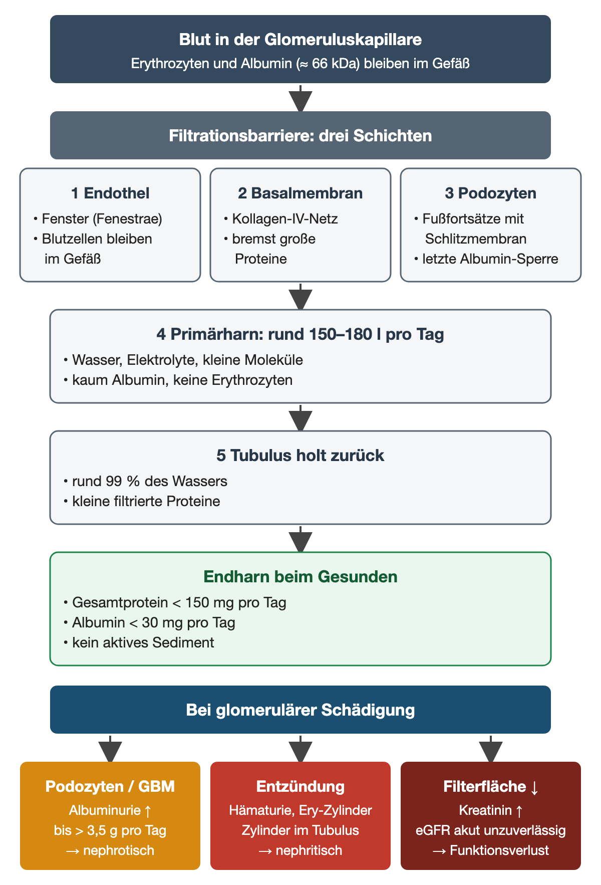 Vom Blut in der Glomeruluskapillare über Endothel, Basalmembran und Podozyten zu rund 150–180 l Primärharn pro Tag; der Tubulus gewinnt etwa 99 % zurück, normaler Endharn enthält weniger als 150 mg Protein und weniger als 30 mg Albumin pro Tag. Unten drei Schadensmuster: Podozyten oder GBM mit Albuminurie bis über 3,5 g pro Tag, Entzündung mit Hämaturie und Erythrozytenzylindern, verminderte Filterfläche mit Kreatininanstieg.