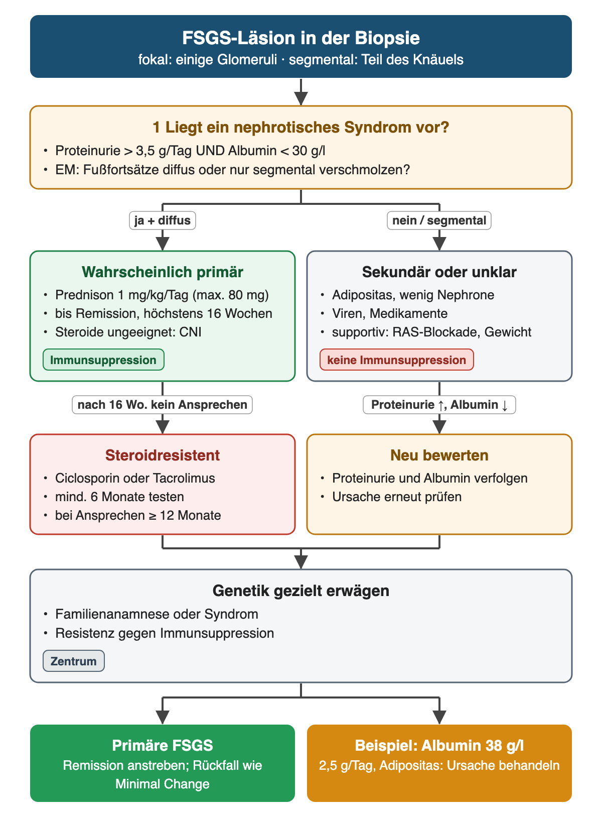 FSGS-Läsion in der Biopsie. Schritt 1 prüft Proteinurie über 3,5 g/Tag und Albumin unter 30 g/l sowie diffuse oder segmentale Fußfortsatzverschmelzung. Links bei nephrotischem Syndrom und diffuser Verschmelzung wahrscheinlich primär: Prednison 1 mg/kg/Tag bis maximal 80 mg bis zur Remission, höchstens 16 Wochen, sonst Calcineurininhibitor; bei Steroidresistenz Ciclosporin oder Tacrolimus mindestens 6 Monate, bei Ansprechen mindestens 12 Monate. Rechts sekundär oder unklar: Adipositas, Nephronverlust, Viren, Medikamente; supportiv ohne Immunsuppression, bei steigender Proteinurie neu bewerten. Unten Genetik bei Familienanamnese oder Therapieresistenz und das Beispiel mit 2,5 g/Tag und Albumin 38 g/l.