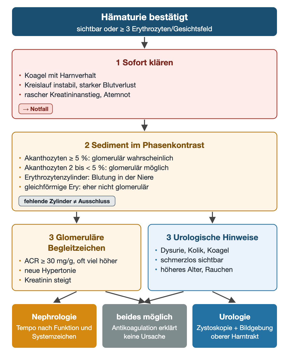 Von der bestätigten Hämaturie zuerst zu den Notfallzeichen, dann zum Phasenkontrast-Sediment mit Akanthozyten ab 5 % und Erythrozytenzylindern, danach glomeruläre Begleitzeichen mit ACR ab 30 mg/g neben urologischen Hinweisen; drei Ergebnisse: Nephrologie, beides möglich, Urologie mit Zystoskopie und Bildgebung.