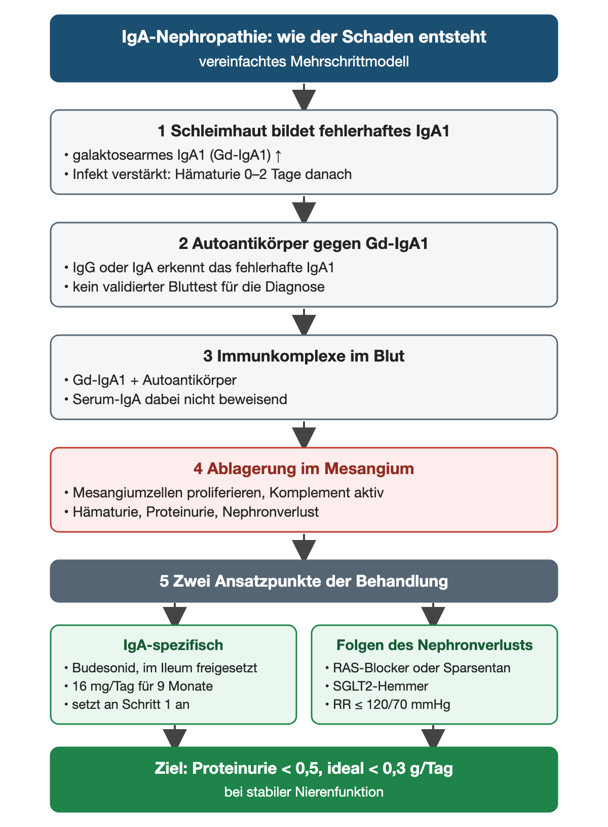 Vier nummerierte Schritte zeigen die Entstehung der IgA-Nephropathie von galaktosearmem IgA1 über Autoantikörper und Immunkomplexe bis zur Ablagerung im Mesangium; darunter zwei grüne Behandlungsansätze und das Proteinurieziel.