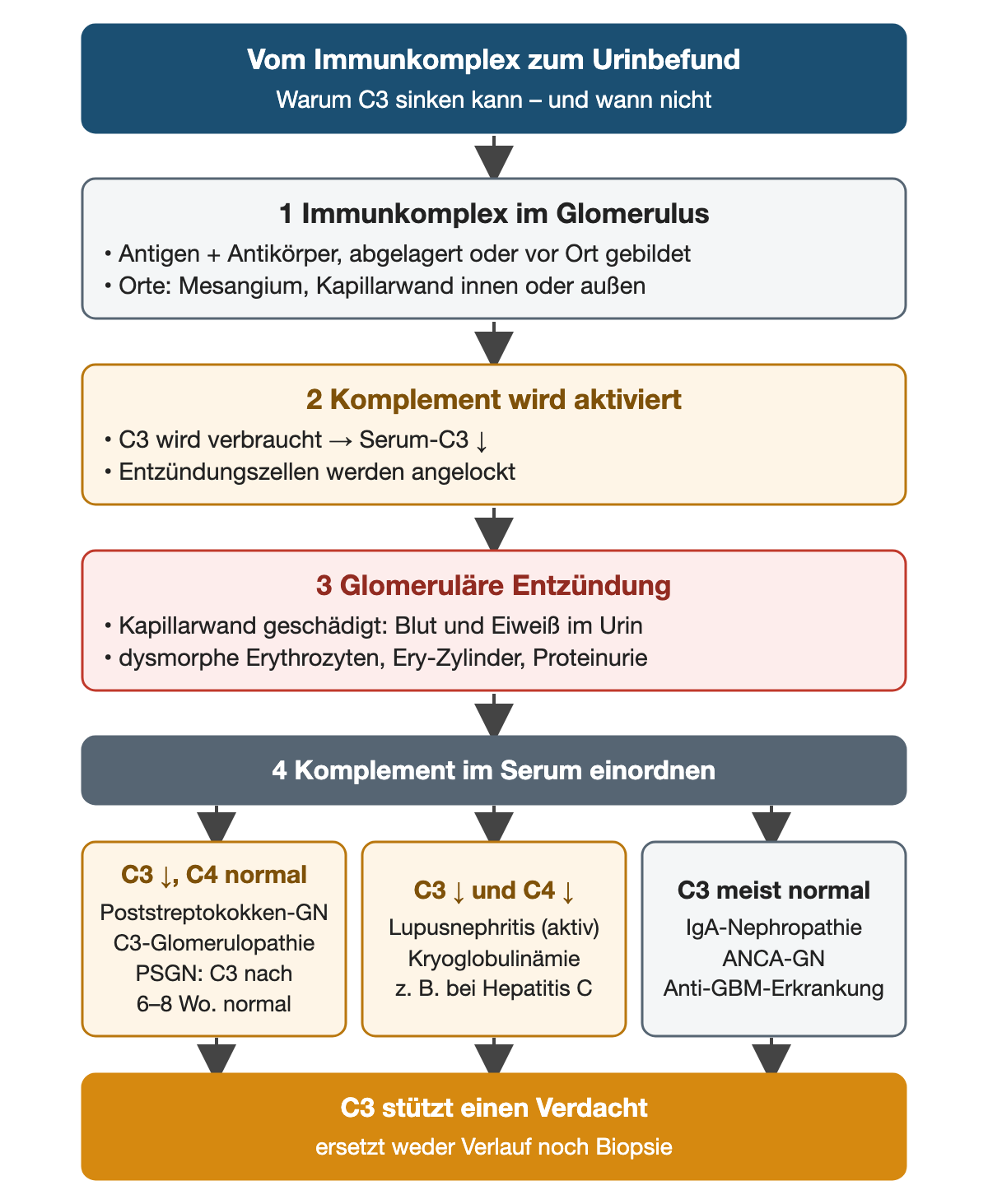 Vier nummerierte Schritte führen vom Immunkomplex im Glomerulus über Komplementaktivierung und Entzündung zu drei Komplementmustern: C3 erniedrigt bei normalem C4, C3 und C4 erniedrigt sowie C3 meist normal, jeweils mit typischen Erkrankungen.