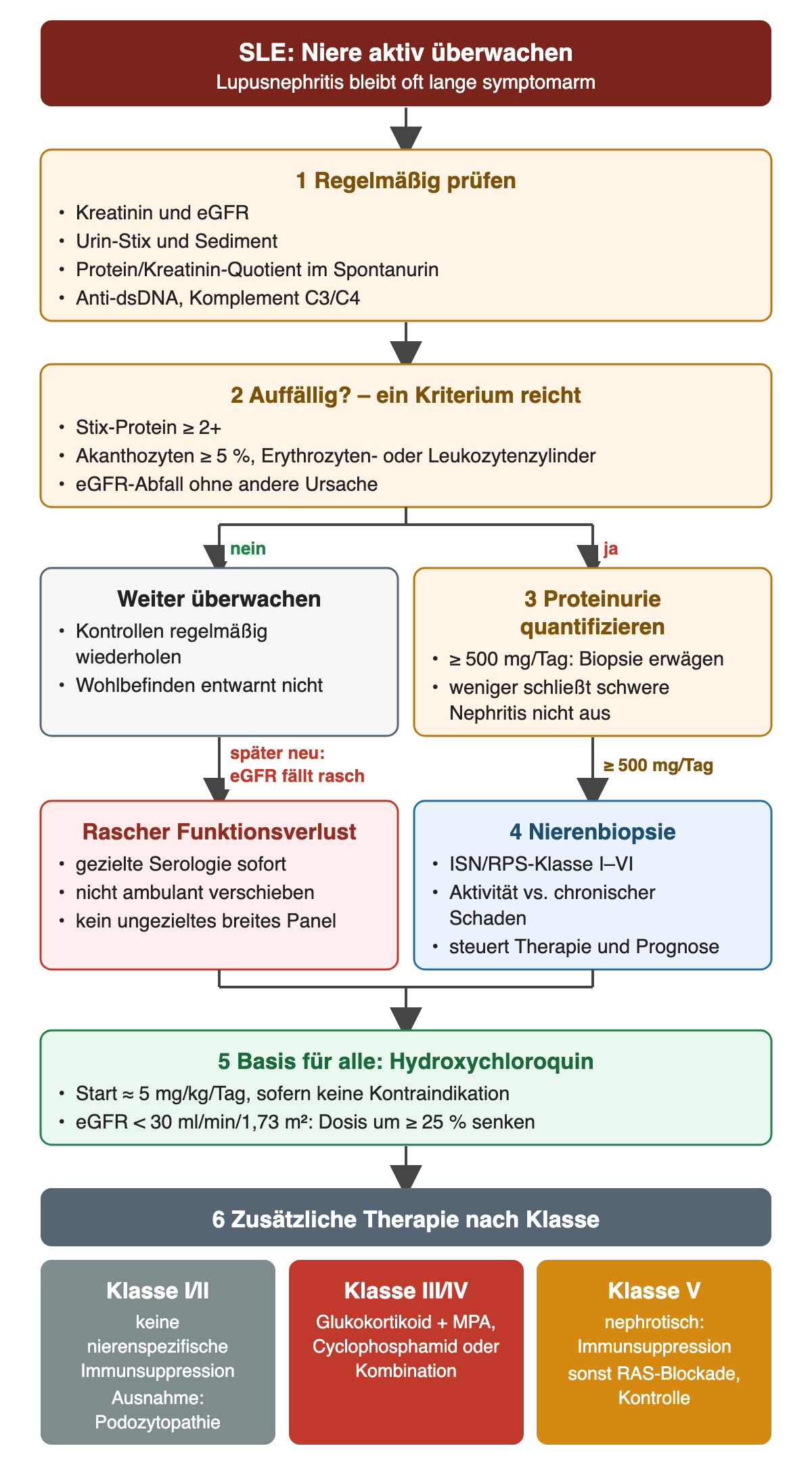 Bei SLE werden Kreatinin und eGFR, Urin-Stix und Sediment, Protein/Kreatinin-Quotient sowie Anti-dsDNA und Komplement regelmäßig geprüft. Auffällig ist schon ein Kriterium: Stix-Protein ab 2+, mindestens 5 % Akanthozyten oder Zylinder, ungeklärter eGFR-Abfall. Ohne Auffälligkeit wird weiter überwacht; fällt die eGFR später rasch, folgt sofort gezielte Serologie. Bei Auffälligkeit wird die Proteinurie quantifiziert; ab 500 mg pro Tag wird eine Biopsie erwogen, die die ISN/RPS-Klasse sowie Aktivität und Chronizität zeigt. Hydroxychloroquin mit etwa 5 mg/kg pro Tag ist Basis für alle, bei eGFR unter 30 um mindestens 25 % reduziert. Zusätzliche Therapie nach Klasse: I/II meist keine nierenspezifische Immunsuppression, III/IV Glukokortikoid plus weiteres Immunsuppressivum, V bei nephrotischer Proteinurie Immunsuppression, sonst RAS-Blockade.