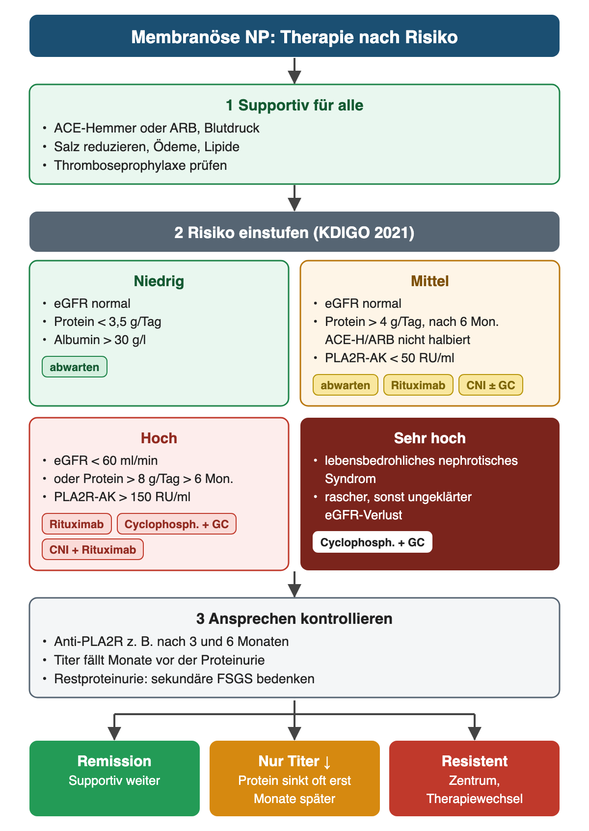 Therapie nach Risiko bei membranöser Nephropathie. Supportiv für alle mit ACE-Hemmer oder ARB, Salzreduktion und Prüfung der Thromboseprophylaxe. Vier Risikogruppen: niedrig mit normaler eGFR, Protein unter 3,5 g/Tag und Albumin über 30 g/l – abwarten; mittel mit Protein über 4 g/Tag ohne Halbierung nach 6 Monaten und Titer unter 50 RU/ml – abwarten, Rituximab oder Calcineurininhibitor; hoch mit eGFR unter 60 ml/min oder Protein über 8 g/Tag über 6 Monate und Titer über 150 RU/ml – Rituximab, Cyclophosphamid mit Glukokortikoiden oder Calcineurininhibitor mit Rituximab; sehr hoch bei lebensbedrohlichem Verlauf – Cyclophosphamid mit Glukokortikoiden. Danach Titerkontrolle nach etwa 3 und 6 Monaten.
