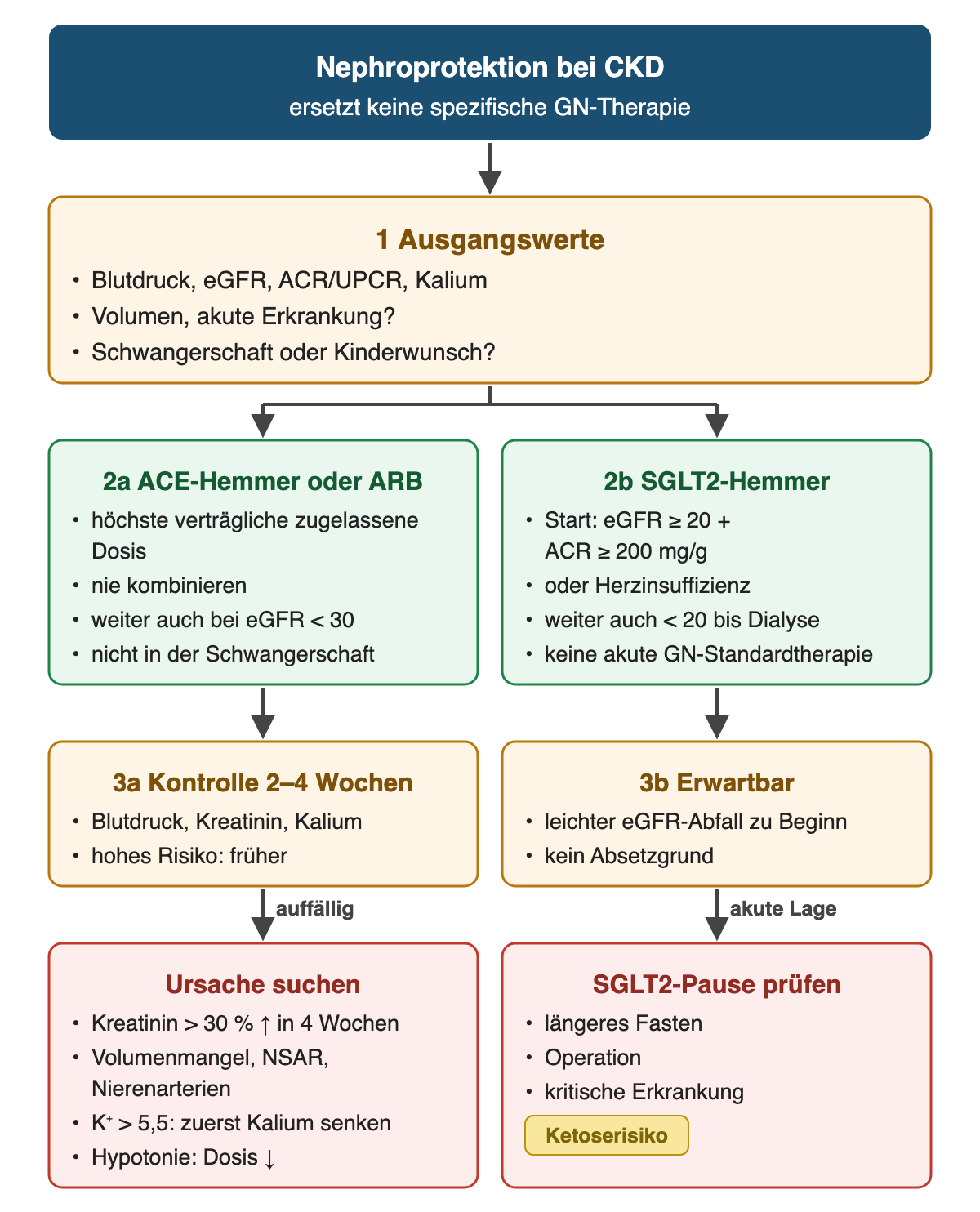 Nach Ausgangswerten zu Blutdruck, eGFR, Albuminurie, Kalium, Volumen und Schwangerschaft zwei Spuren: ACE-Hemmer oder ARB in höchster verträglicher Dosis, nie kombiniert, weiter auch bei eGFR unter 30, nicht in der Schwangerschaft; Kontrolle von Blutdruck, Kreatinin und Kalium nach 2–4 Wochen; bei Kreatininanstieg über 30 Prozent in vier Wochen Ursachen wie Volumenmangel, NSAR oder Nierenarterien suchen, bei Kalium über 5,5 zuerst Kalium senken, bei Hypotonie Dosis reduzieren. SGLT2-Hemmer ab eGFR 20 mit ACR ab 200 mg/g oder bei Herzinsuffizienz, weiter auch unter 20 bis zur Dialyse; leichter eGFR-Abfall zu Beginn ist kein Absetzgrund; Pause bei längerem Fasten, Operation oder kritischer Erkrankung wegen Ketoserisiko.