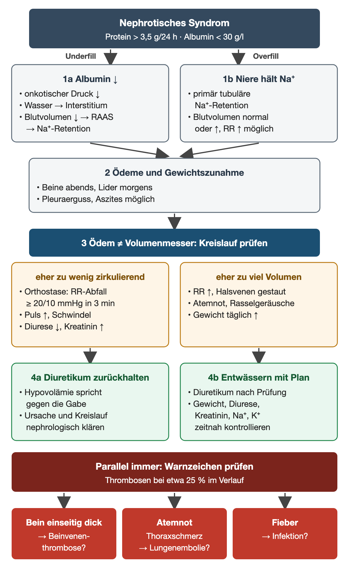 Vom nephrotischen Syndrom mit über 3,5 g Protein pro 24 h und Albumin unter 30 g/l führen Underfill und Overfill zu Ödemen und Gewichtszunahme. Danach wird der Kreislauf geprüft: Orthostase mit Blutdruckabfall ab 20/10 mmHg, Puls- und Kreatininanstieg sprechen für zu wenig zirkulierendes Volumen, gestaute Halsvenen und Rasselgeräusche für zu viel. Daraus folgen Diuretikum zurückhalten oder Entwässern mit Kontrollplan. Parallel werden Warnzeichen für Beinvenenthrombose, Lungenembolie und Infektion geprüft; Thrombosen treten bei etwa 25 % auf.