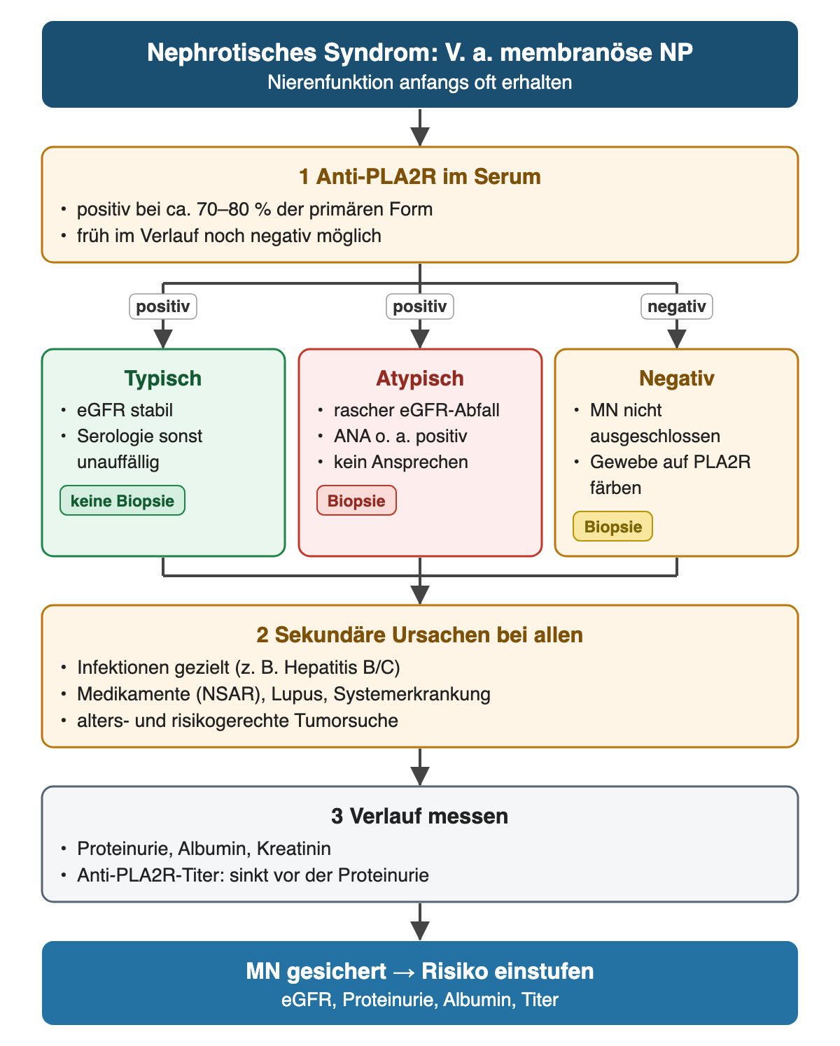 Vom Verdacht auf membranöse Nephropathie zum Anti-PLA2R-Test, positiv bei etwa 70 bis 80 Prozent der primären Form. Drei Wege: positiv und typisch ohne Biopsie; positiv, aber atypisch mit raschem eGFR-Abfall, weiterer Serologie oder fehlendem Ansprechen mit Biopsie; negativ mit Biopsie und PLA2R-Färbung im Gewebe. Danach bei allen Suche nach sekundären Ursachen, Verlaufsmessung und Risikoeinstufung.