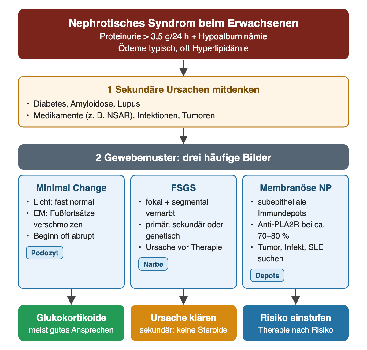 Oben das nephrotische Syndrom mit Proteinurie über 3,5 g pro 24 Stunden und Hypoalbuminämie, darunter die Prüfung sekundärer Ursachen. Danach drei Gewebemuster nebeneinander: Minimal Change mit fast normaler Lichtmikroskopie und verschmolzenen Fußfortsätzen, FSGS mit fokal-segmentaler Vernarbung und unterschiedlichen Ursachen, membranöse Nephropathie mit subepithelialen Depots und Anti-PLA2R bei etwa 70 bis 80 Prozent. Unten die jeweilige Konsequenz: Glukokortikoide, Ursachenklärung oder Risikoeinstufung.