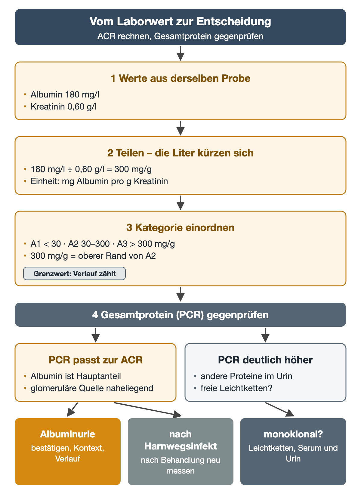 Vier nummerierte Schritte: Albumin 180 mg/l und Kreatinin 0,60 g/l aus derselben Probe, Division zu 300 mg/g, Einordnung am oberen Rand von A2 und Gegenprüfung mit der PCR; passt die PCR, folgt die Albuminurie-Abklärung, ist sie deutlich höher, die gezielte Leichtkettendiagnostik.