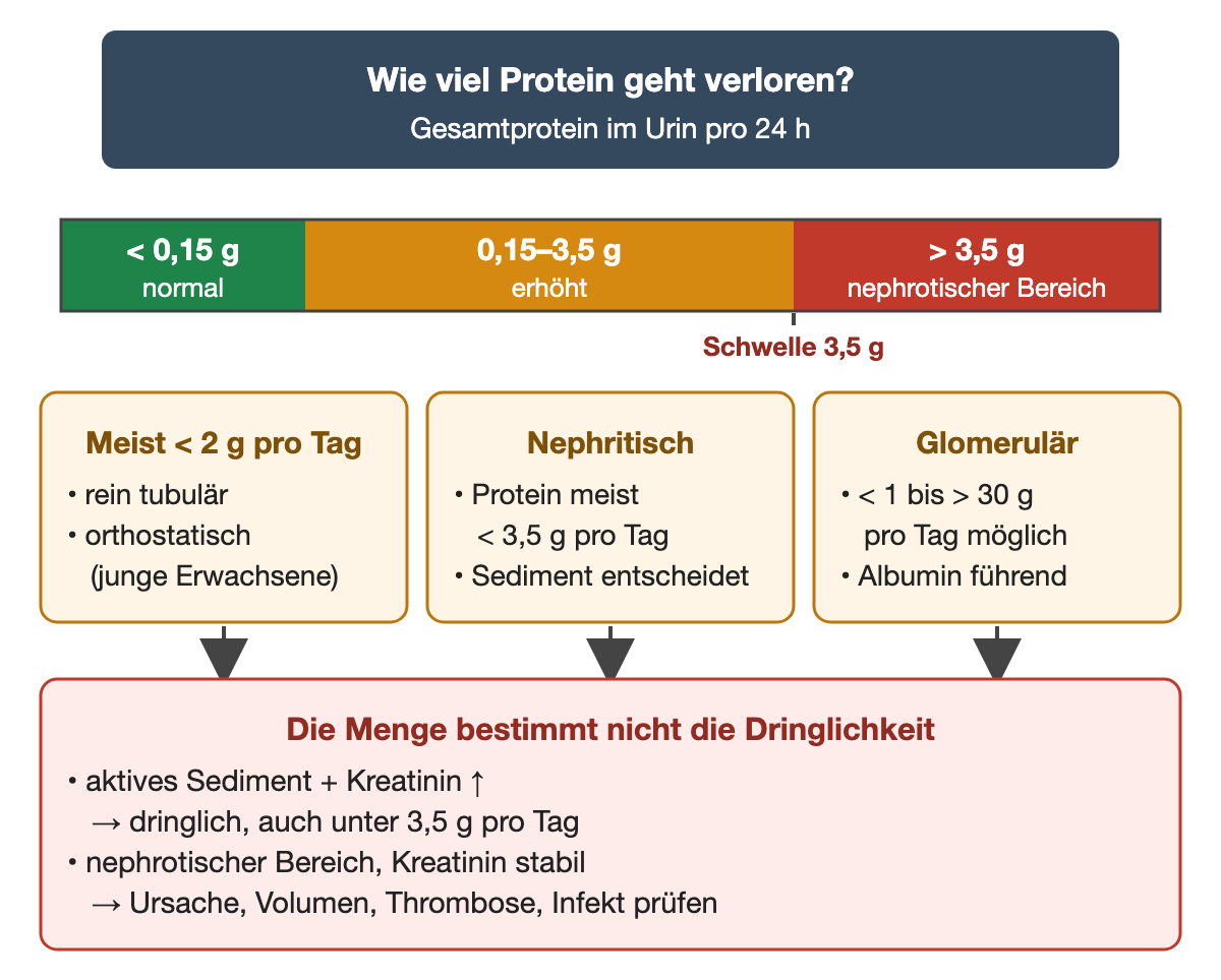Eine Skala ordnet das Gesamtprotein im 24-h-Urin: unter 0,15 g normal, 0,15 bis 3,5 g erhöht, über 3,5 g nephrotischer Bereich. Darunter: rein tubuläre oder orthostatische Proteinurie meist unter 2 g, nephritische Muster meist unter 3,5 g, glomeruläre Erkrankungen von unter 1 bis über 30 g pro Tag. Unten: Die Menge allein bestimmt nicht die Dringlichkeit.