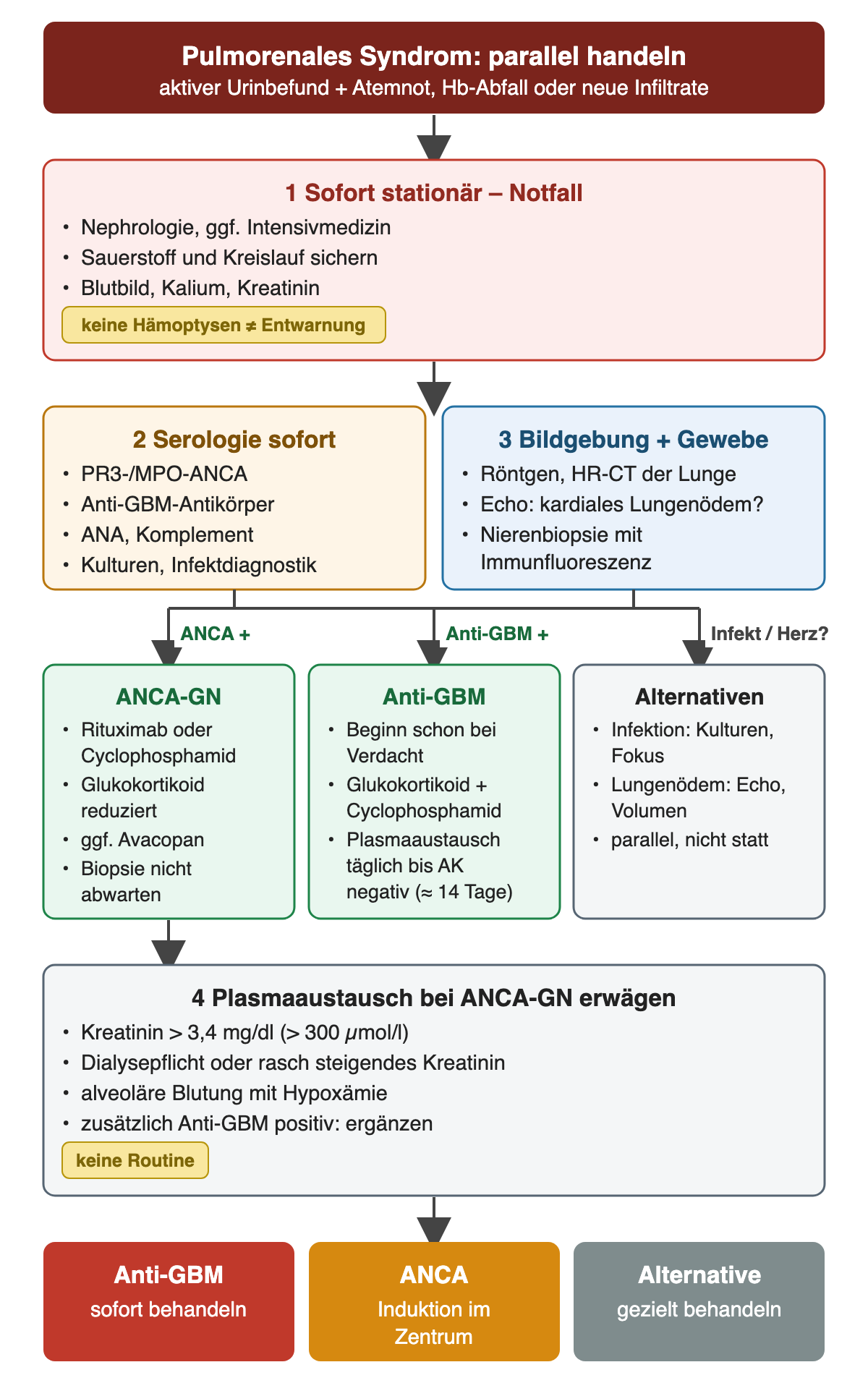 Aktiver Urinbefund mit Atemnot, Hämoglobinabfall oder neuen Infiltraten führt sofort zur stationären Notfallversorgung; fehlende Hämoptysen entwarnen nicht. Parallel laufen Serologie mit PR3-/MPO-ANCA, Anti-GBM-Antikörpern, ANA, Komplement und Infektdiagnostik sowie Lungenbildgebung, Echokardiografie und Nierenbiopsie mit Immunfluoreszenz. Bei ANCA-GN folgen Rituximab oder Cyclophosphamid, reduzierte Glukokortikoide und gegebenenfalls Avacopan, ohne auf die Biopsie zu warten. Bei Anti-GBM beginnt die Behandlung schon bei Verdacht mit Glukokortikoid, Cyclophosphamid und täglichem Plasmaaustausch bis zur Antikörpernegativität. Infektion und Lungenödem werden parallel geprüft. Plasmaaustausch bei ANCA-GN wird bei Kreatinin über 3,4 mg/dl, Dialysepflicht oder rasch steigendem Kreatinin, alveolärer Blutung mit Hypoxämie oder zusätzlichem Anti-GBM-Nachweis erwogen.