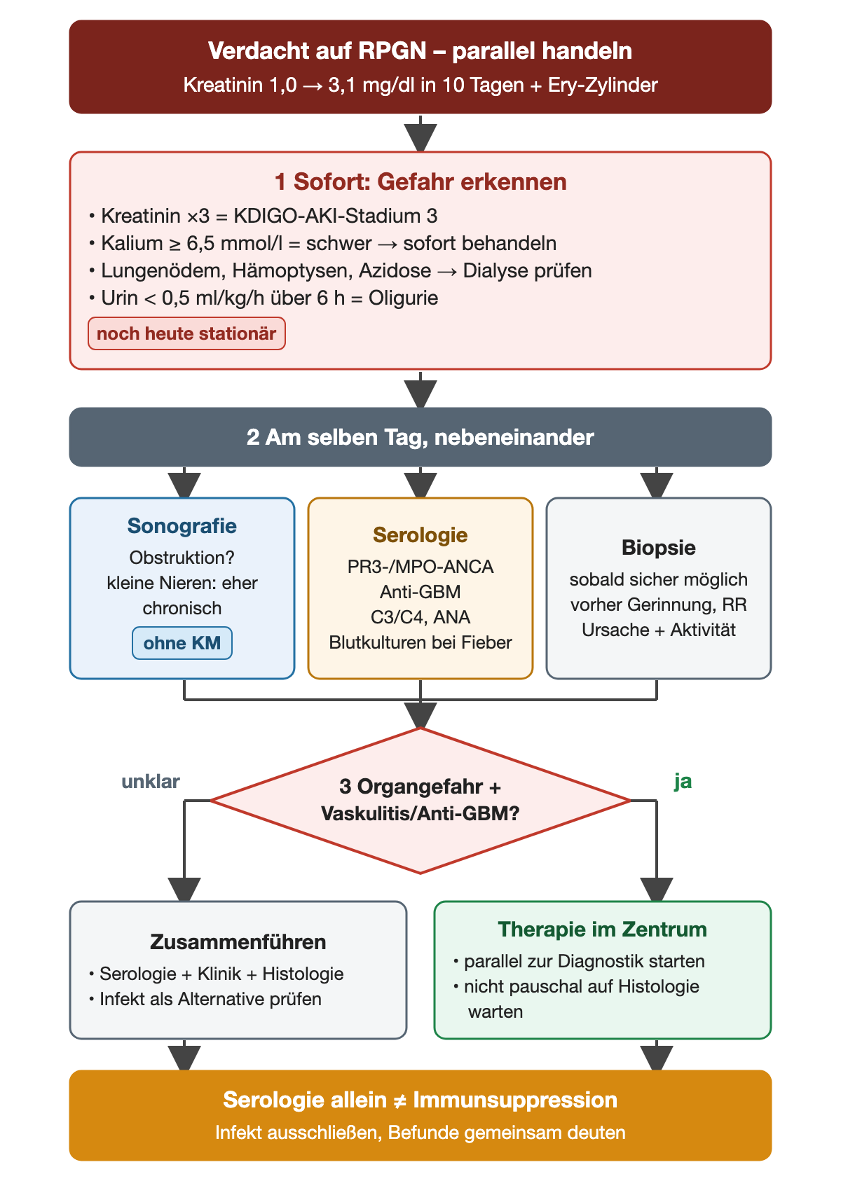 Vom RPGN-Verdacht über die sofortige Gefahrenprüfung mit AKI-Stadium 3, Kalium ab 6,5 mmol/l und Oligurie zu drei parallelen Wegen Sonografie, Serologie und Biopsie; eine Raute zu Organgefahr führt zu Therapie im Zentrum oder zum Zusammenführen der Befunde.