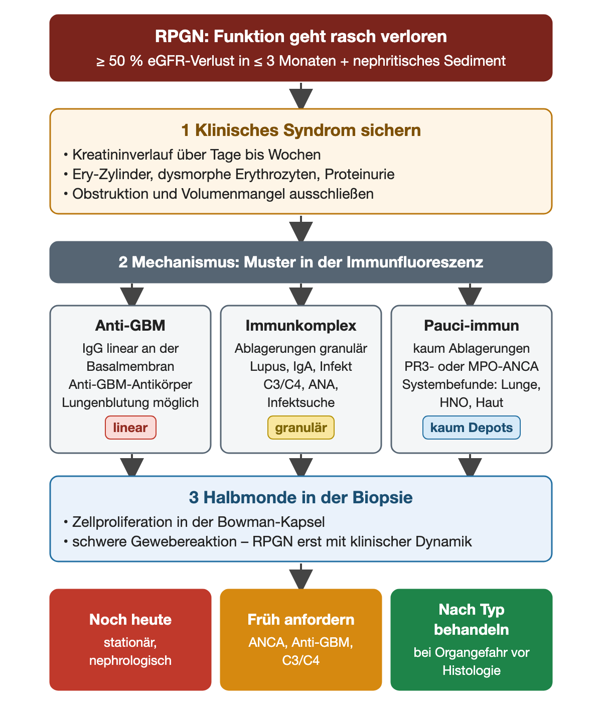 Von der RPGN-Definition mit mindestens 50 Prozent eGFR-Verlust in höchstens drei Monaten über die Sicherung des Syndroms zu drei Mechanismen mit linearem, granulärem oder fehlendem Immunfluoreszenzmuster, dann zu Halbmonden in der Biopsie und drei farbigen nächsten Schritten.