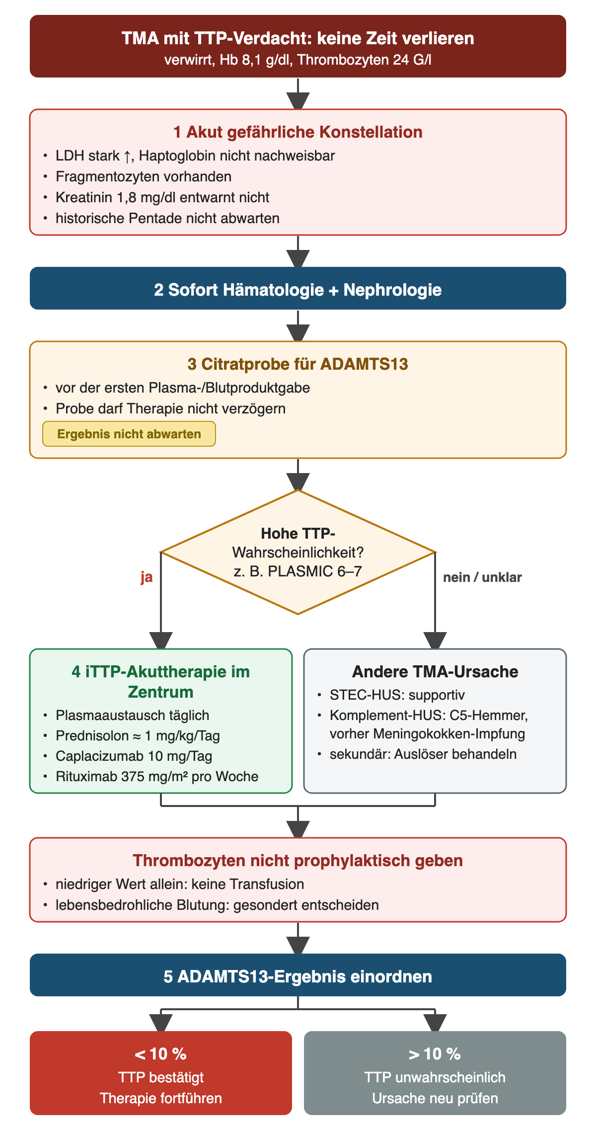 Die verwirrte Patientin mit Hämoglobin 8,1 g/dl, Thrombozyten 24 G/l, stark erhöhter LDH, nicht nachweisbarem Haptoglobin, Fragmentozyten und Kreatinin 1,8 mg/dl ist akut gefährdet. Hämatologie und Nephrologie werden sofort eingebunden; die Citratprobe für ADAMTS13 wird vor der ersten Plasma- oder Blutproduktgabe abgenommen, ohne die Therapie zu verzögern. Bei hoher TTP-Wahrscheinlichkeit, etwa PLASMIC 6 bis 7, folgt im Zentrum die Akuttherapie mit täglichem Plasmaaustausch, Prednisolon etwa 1 mg/kg pro Tag, Caplacizumab 10 mg pro Tag und Rituximab 375 mg/m² pro Woche. Sonst werden andere Ursachen gezielt behandelt: STEC-HUS supportiv, komplementvermitteltes HUS mit C5-Hemmern nach Meningokokkenimpfung, sekundäre TMA über den Auslöser. Thrombozyten werden nicht prophylaktisch gegeben. ADAMTS13 unter 10 % bestätigt die TTP, über 10 % macht sie unwahrscheinlich.
