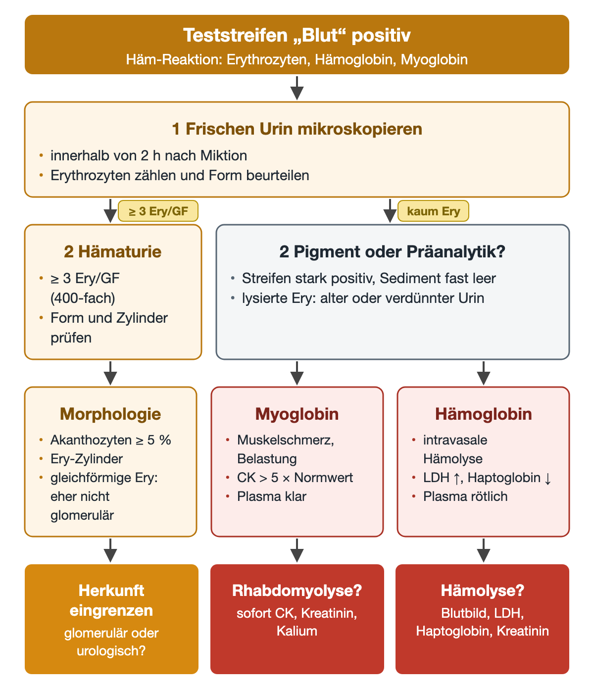 Vom positiven Bluttest zur frischen Mikroskopie innerhalb von 2 Stunden: ab 3 Erythrozyten pro Gesichtsfeld folgt die Morphologie mit Akanthozyten ab 5 % und Zylindern; bei kaum Erythrozyten werden Myoglobin mit CK über dem Fünffachen und Hämoglobin mit LDH und Haptoglobin unterschieden. Drei Ergebnisse schließen an.