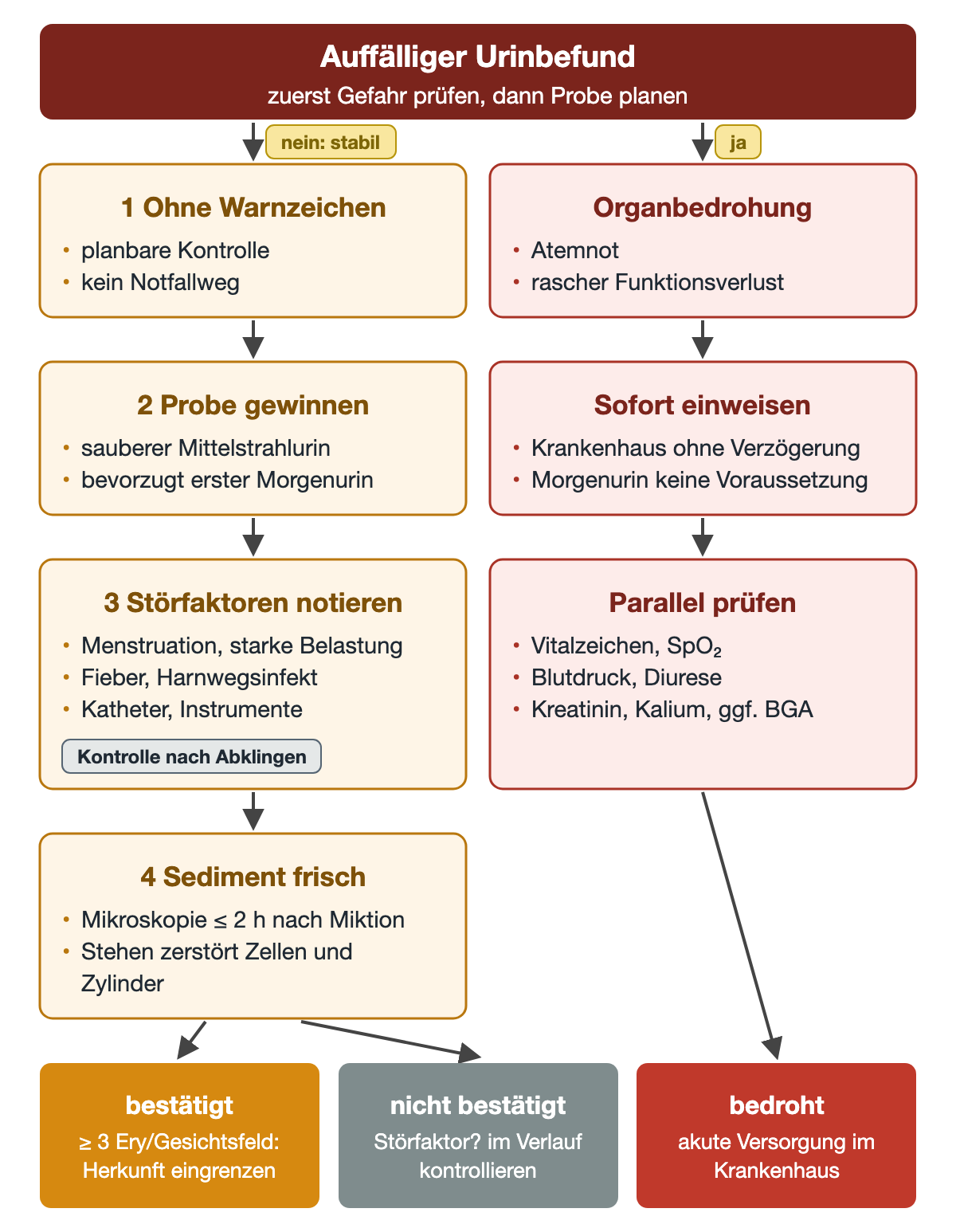 Beim Erstkontakt trennen sich zwei Wege: ohne Warnzeichen folgen vier nummerierte Schritte von der Probengewinnung über Störfaktoren bis zum frischen Sediment innerhalb von 2 Stunden; bei Atemnot oder raschem Funktionsverlust folgen Einweisung und parallele Prüfung. Drei Ergebnisse: bestätigt ab 3 Erythrozyten pro Gesichtsfeld, nicht bestätigt oder bedroht.