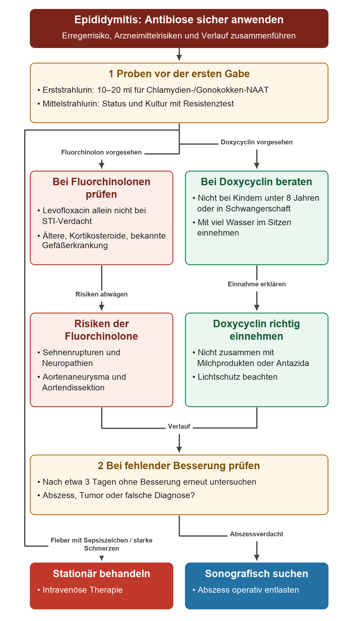 Vor Antibiotikagabe werden Erst- und Mittelstrahlurin gewonnen; die Äste zeigen Fluorchinolon-Risiken und Doxycyclin-Einnahme, danach führen fehlende Besserung, Sepsiszeichen oder Abszessverdacht zur erneuten Untersuchung.