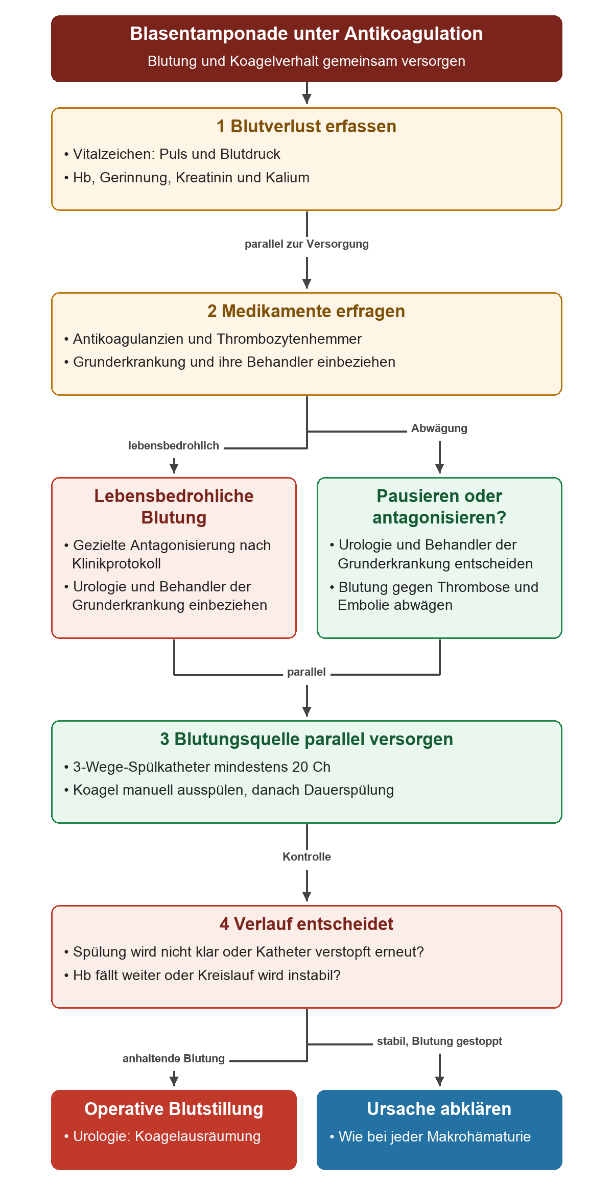 Blutverlust und Medikamente erfassen, lebensbedrohliche Blutung nach Klinikprotokoll antagonisieren und sonst gemeinsam abwägen; parallel die Blase versorgen und je nach Verlauf operativ behandeln oder die Ursache abklären.