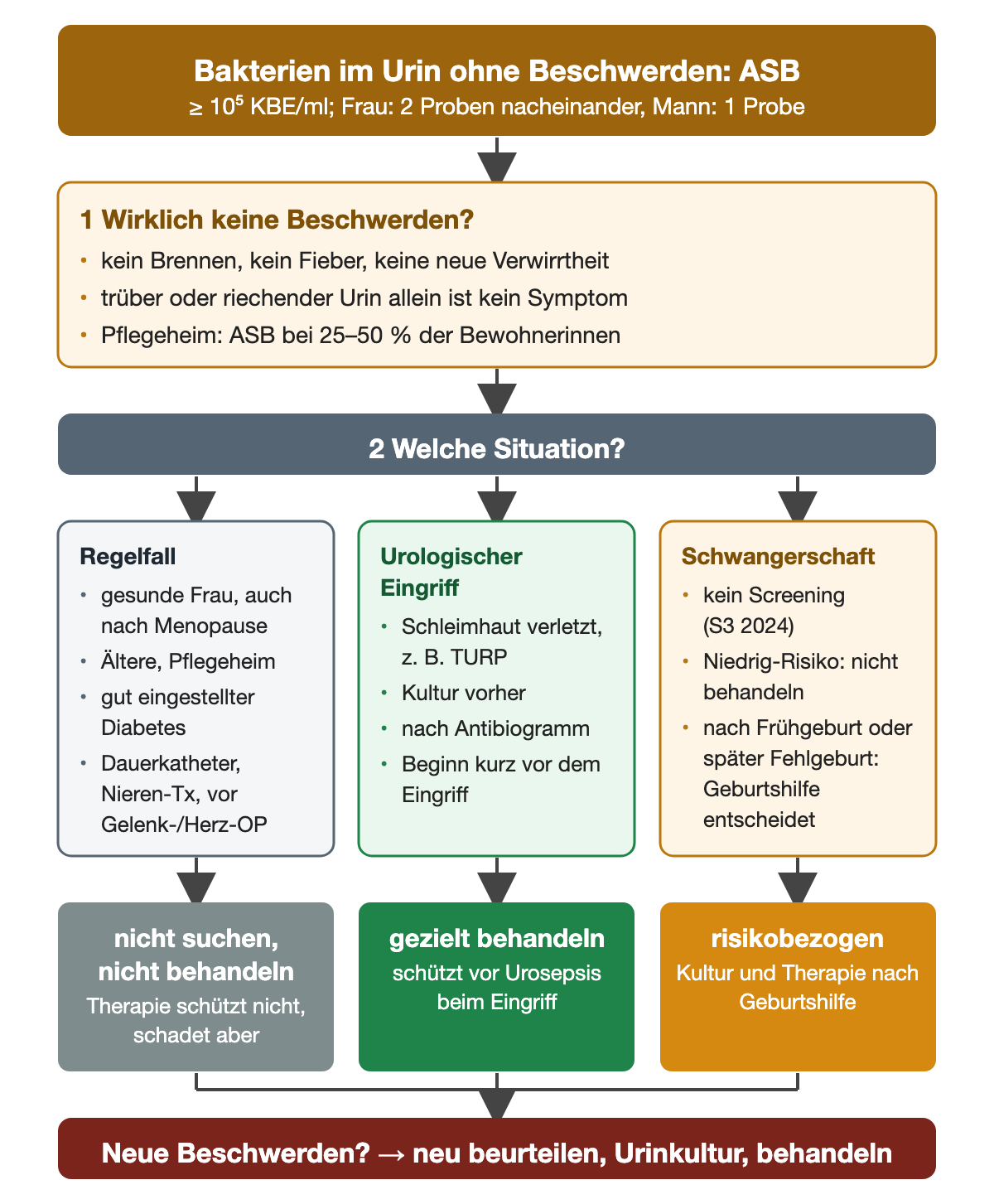 Asymptomatische Bakteriurie: Definition mit Keimzahl, Prüfung auf Beschwerden, dann drei Situationen nebeneinander: Regelfall ohne Behandlung, urologischer Eingriff mit gezielter Behandlung, Schwangerschaft risikobezogen; unten neue Beschwerden als Anlass zur Neubeurteilung