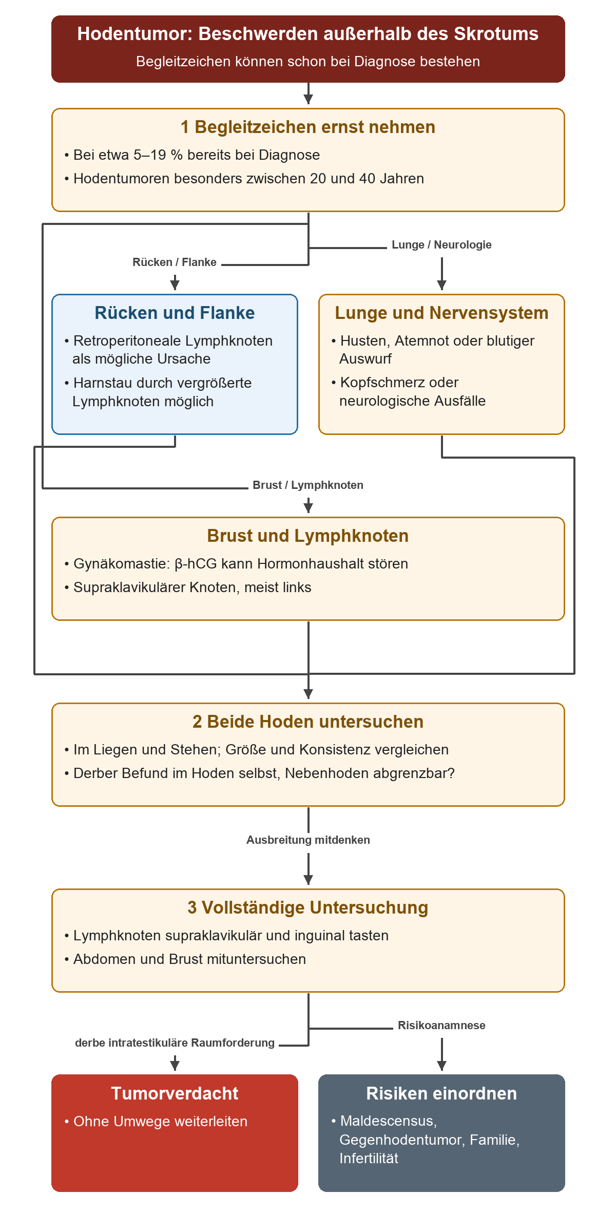 Von Rücken-, Flanken-, Atemwegs-, neurologischen und Brustbeschwerden führt der Weg zur Untersuchung beider Hoden, der Lymphknoten, des Abdomens und der Brust sowie zur Einordnung von Tumorverdacht und Risikofaktoren.