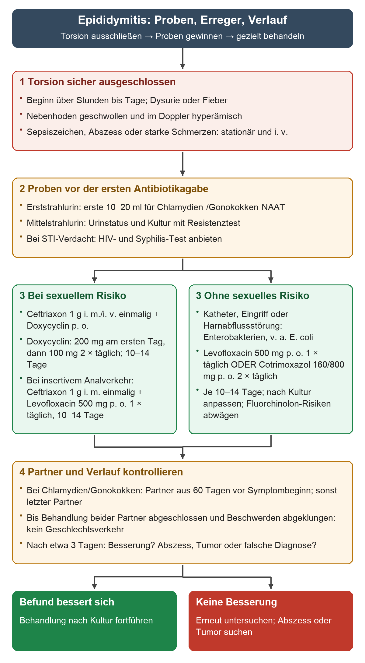 Von klinischen Zeichen einer Epididymitis über Erststrahl- und Mittelstrahlurin zu Antibiotika nach sexuellem oder enterischem Risiko; nach etwa drei Tagen entscheidet die Besserung über Fortführung oder erneute Untersuchung.