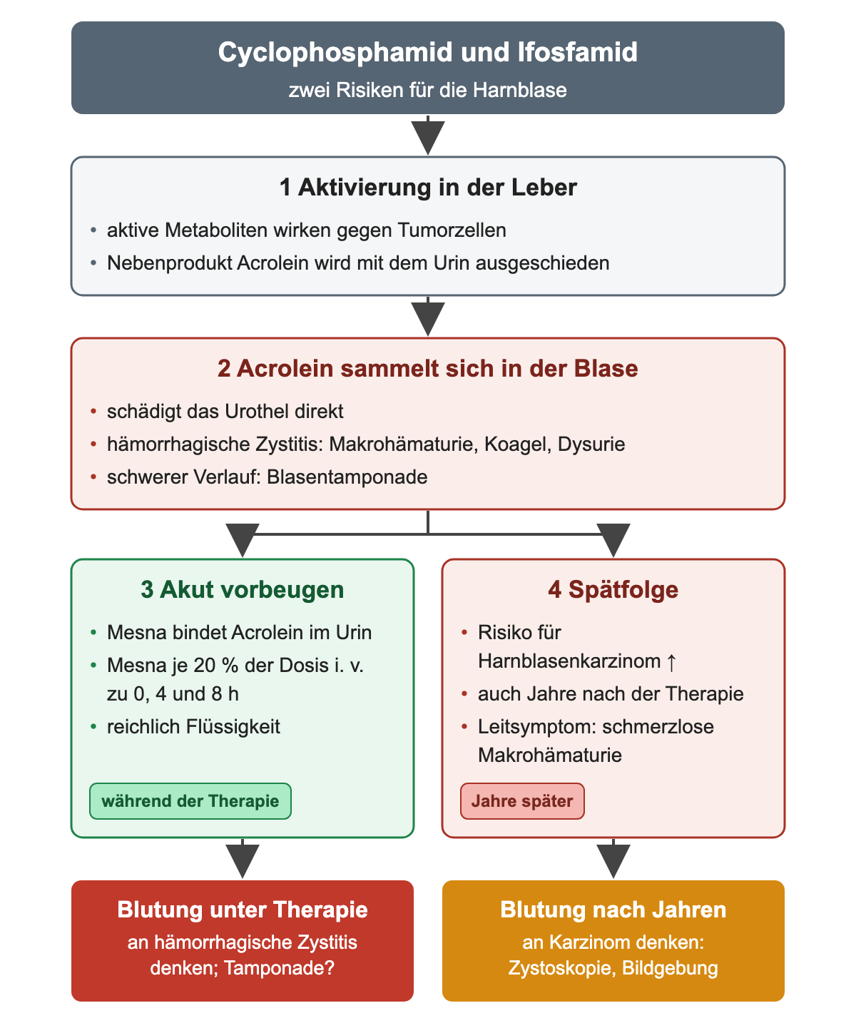 Flussdiagramm: Aktivierung von Cyclophosphamid in der Leber, Acrolein im Urin schädigt das Urothel; links akute Vorbeugung mit Mesna und Flüssigkeit, rechts Spätfolge Harnblasenkarzinom; unten Blutung unter Therapie gegenüber Blutung nach Jahren.