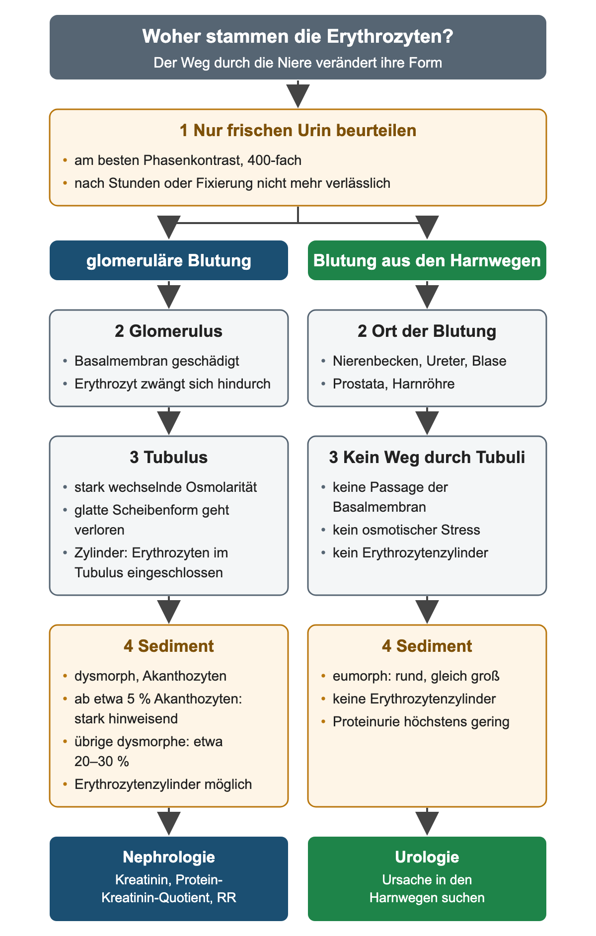 Zwei Spalten: links glomeruläre Blutung über Glomerulus und Tubulus zu dysmorphen Erythrozyten, Akanthozyten und Zylindern mit Ziel Nephrologie; rechts Blutung aus den Harnwegen ohne Tubuluspassage zu eumorphen Erythrozyten mit Ziel Urologie.