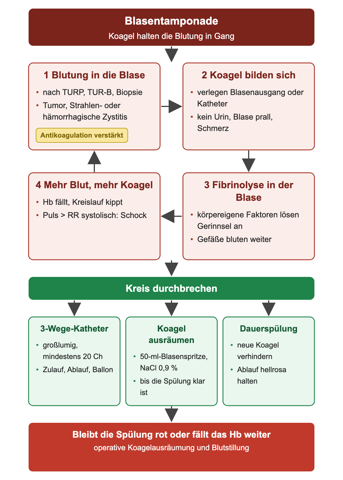 Kreislauf aus vier Feldern: Blutung in die Blase, Koagelbildung mit Harnverhalt, Fibrinolyse hält die Blutung in Gang, mehr Blut und Hb-Abfall; darunter drei grüne Maßnahmen zum Durchbrechen: 3-Wege-Katheter, Koagel ausräumen, Dauerspülung.