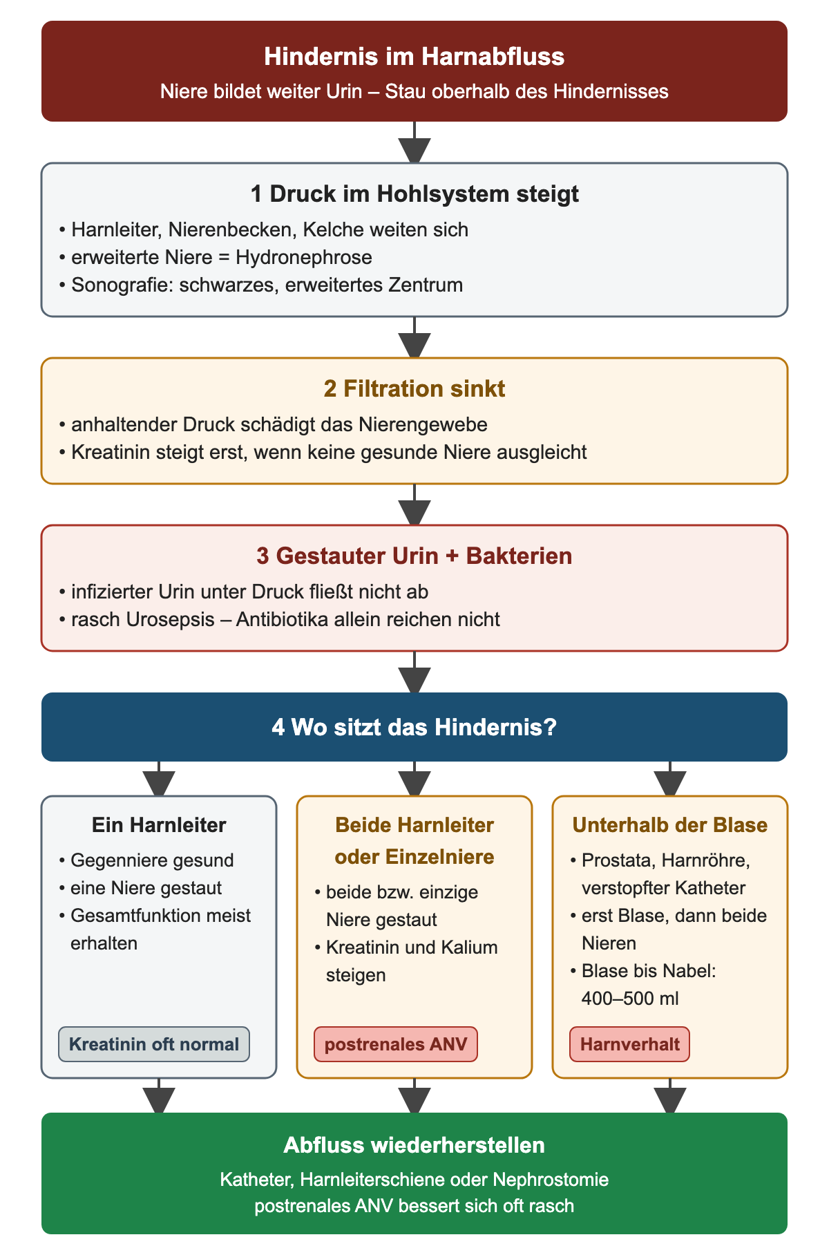 Ablauf vom Hindernis über Druckanstieg, sinkende Filtration und Infektionsrisiko zu drei Orten des Hindernisses – ein Harnleiter, beide Harnleiter oder Einzelniere, unterhalb der Blase – und zur gemeinsamen Konsequenz, den Abfluss wiederherzustellen