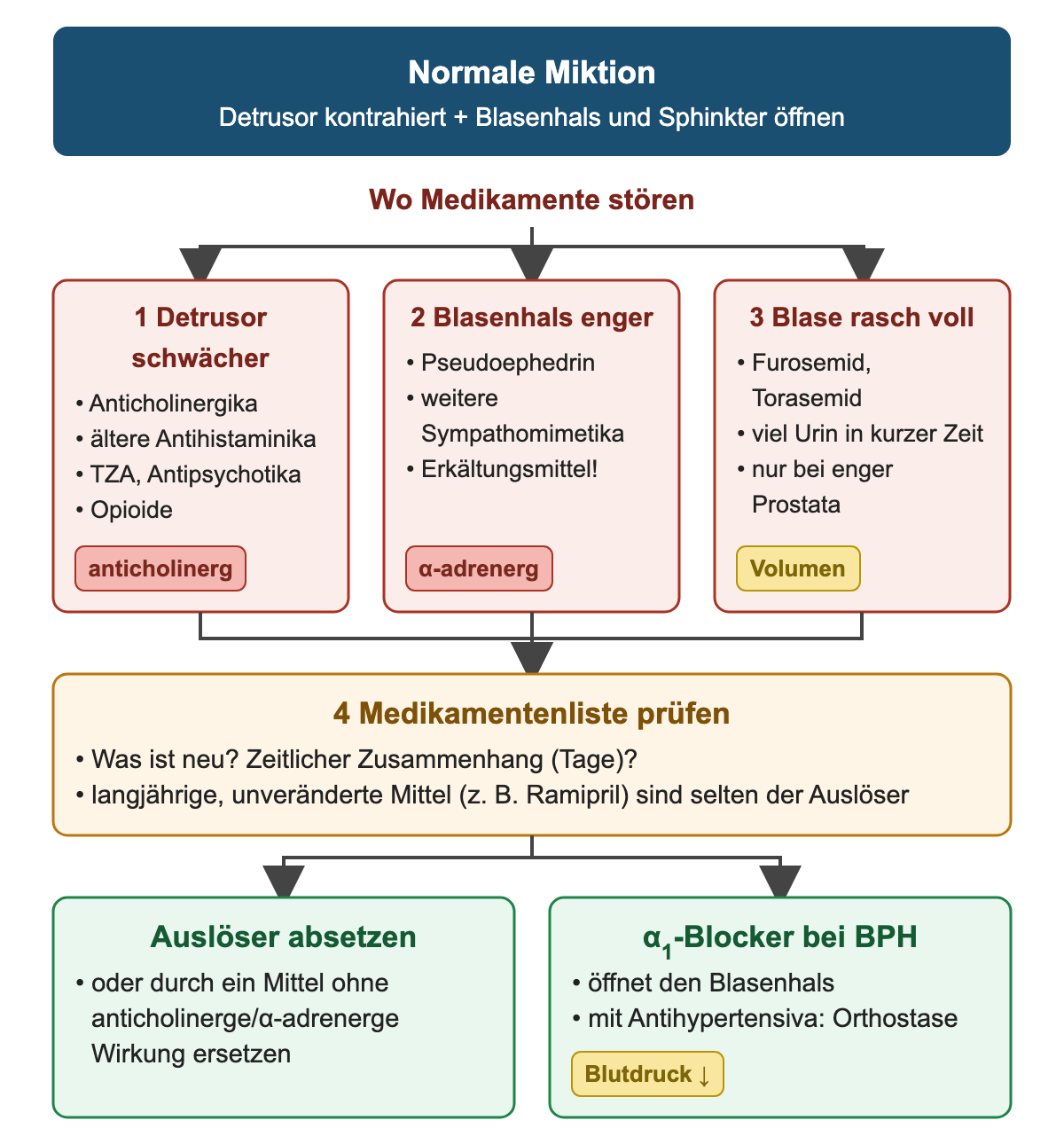 Normale Miktion oben, darunter drei Angriffsorte von Medikamenten: Detrusor schwächer durch anticholinerge Mittel und Opioide, Blasenhals enger durch Sympathomimetika, Blase rasch voll durch Schleifendiuretika; dann Medikamentenliste prüfen und Auslöser absetzen oder α1-Blocker bei BPH