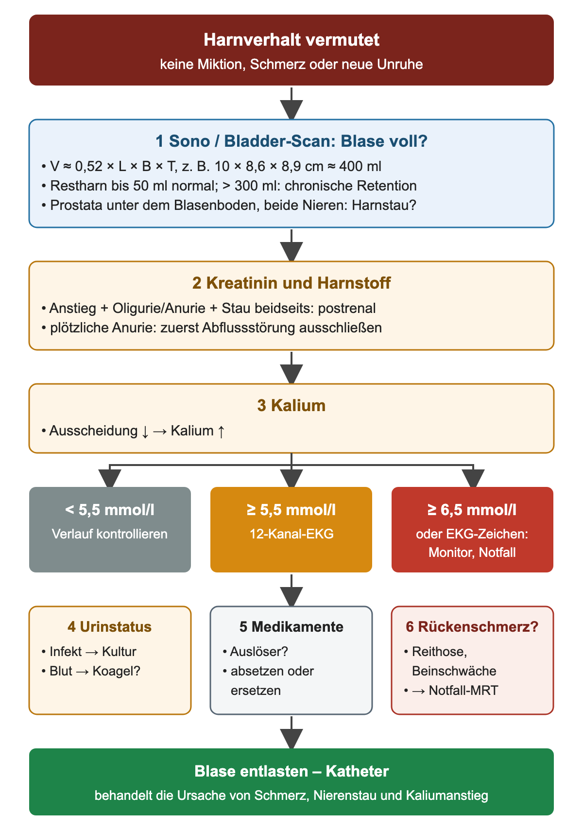 Diagnostikablauf beim Harnverhalt: Sonografie mit Volumenformel und Restharngrenzen, Kreatinin und Harnstoff, Kalium mit drei Stufen unter 5,5, ab 5,5 und ab 6,5 mmol/l, dann Urinstatus, Medikamente und Rückenschmerz, unten Entlastung durch Katheter