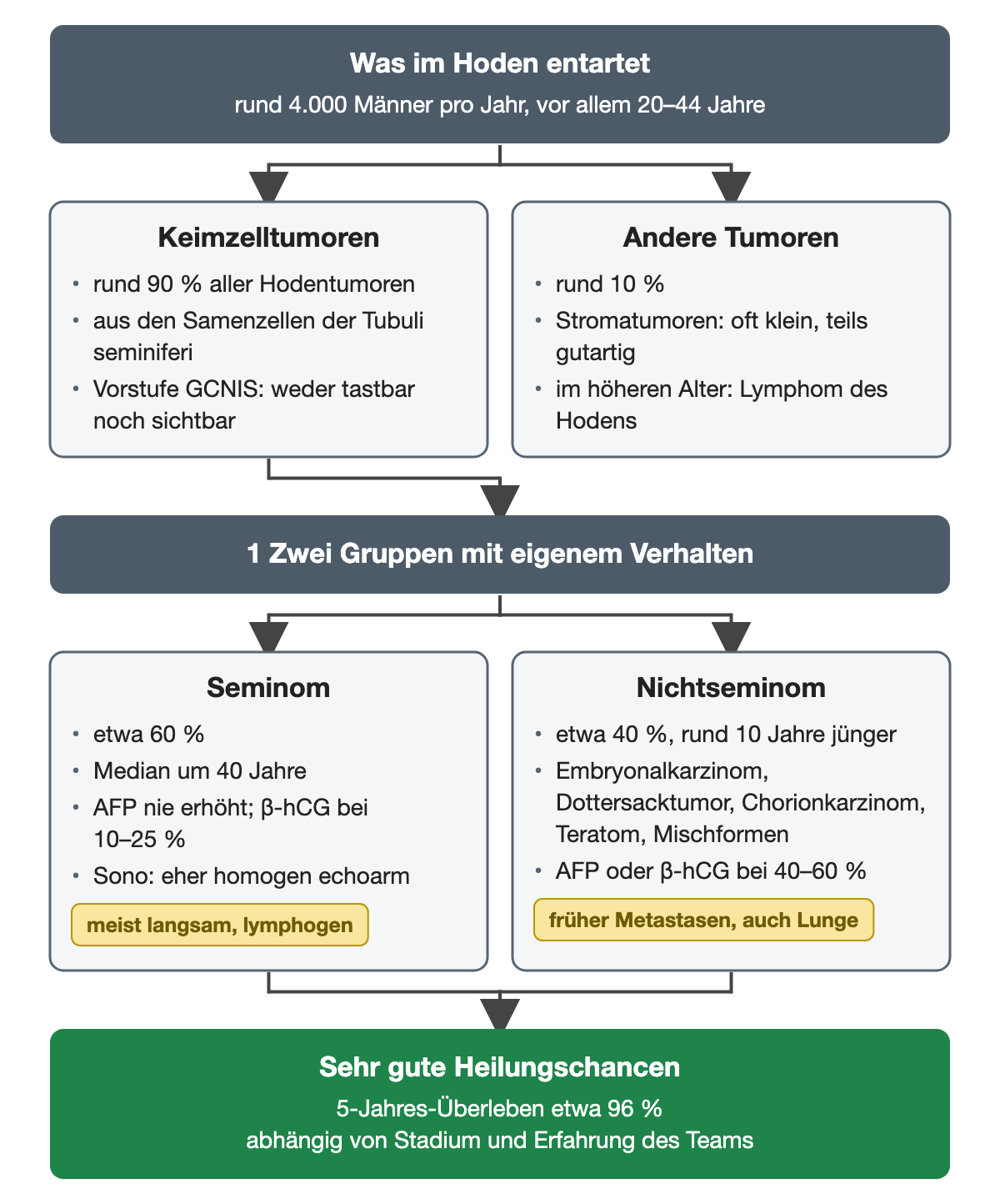 Flussschema: Hodentumoren teilen sich in Keimzelltumoren (rund 90 Prozent) und andere Tumoren; die Keimzelltumoren in Seminom und Nichtseminom mit Anteil, Alter, Markern und Ausbreitung; unten die sehr guten Heilungschancen