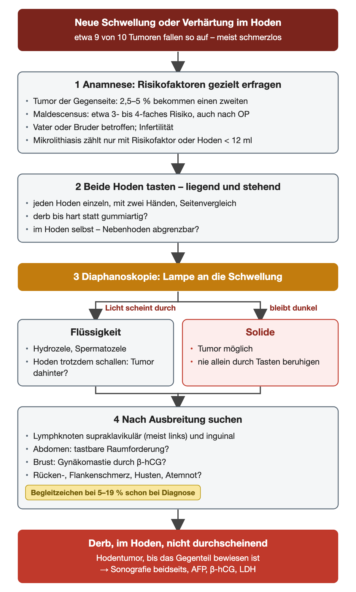 Nummeriertes Flussschema der Untersuchung: Anamnese mit Risikofaktoren, beidseitiges Tasten im Liegen und Stehen, Diaphanoskopie mit den Ästen Licht scheint durch oder bleibt dunkel, Suche nach Ausbreitung; unten der Tumorverdacht bei derbem, nicht durchscheinendem Befund im Hoden