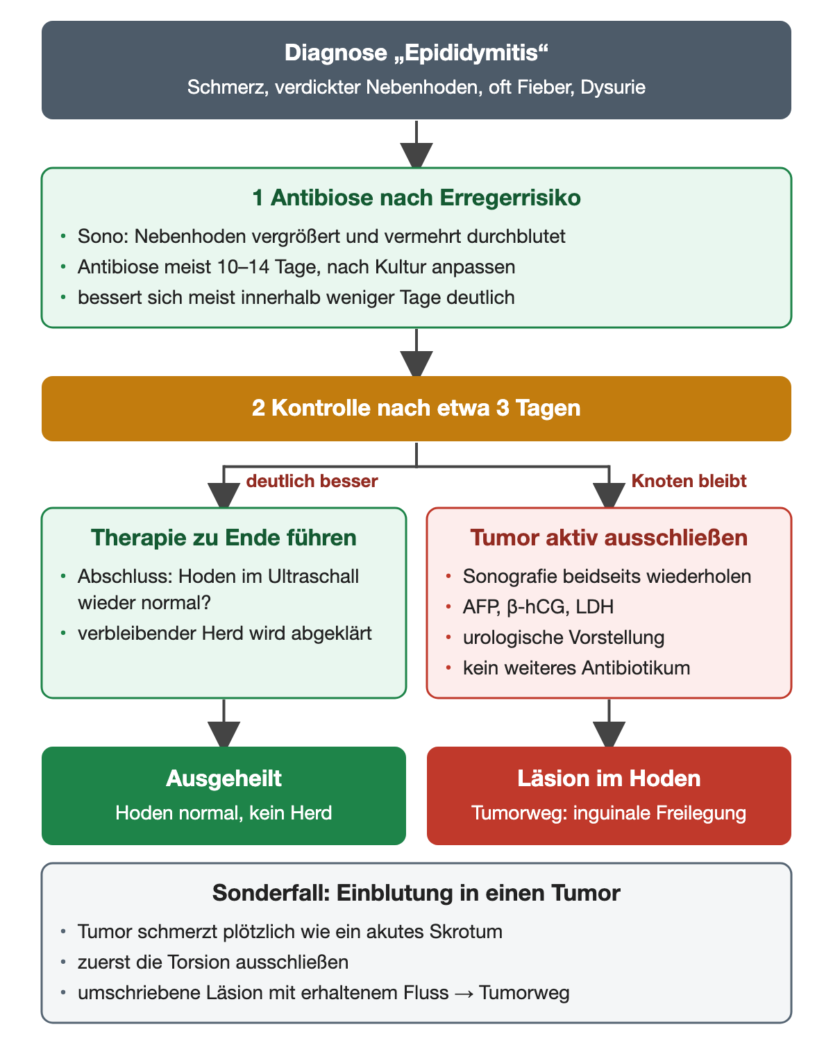 Verlaufsschema: Diagnose Epididymitis, Antibiose nach Erregerrisiko, Kontrolle nach etwa drei Tagen; bei deutlicher Besserung Therapie zu Ende führen und Hoden im Ultraschall kontrollieren, bei bleibendem Knoten Tumor aktiv ausschließen; darunter der Sonderfall Einblutung in einen Tumor