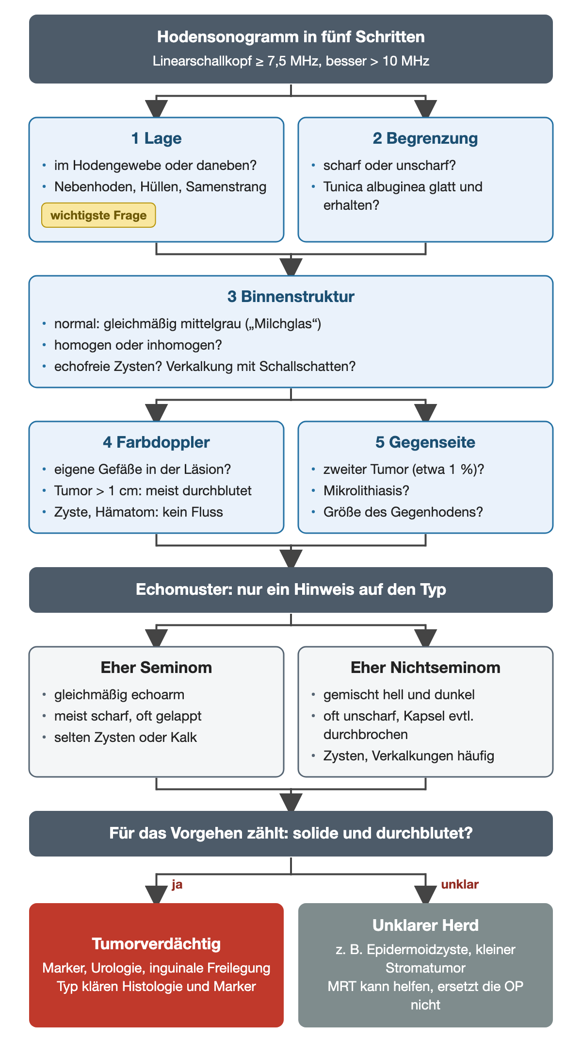 Nummeriertes Schema zum Lesen eines Hodensonogramms: Lage, Begrenzung, Binnenstruktur, Farbdoppler und Gegenseite; darunter die typischen Echomuster von Seminom und Nichtseminom und die Entscheidung tumorverdächtig oder unklarer Herd