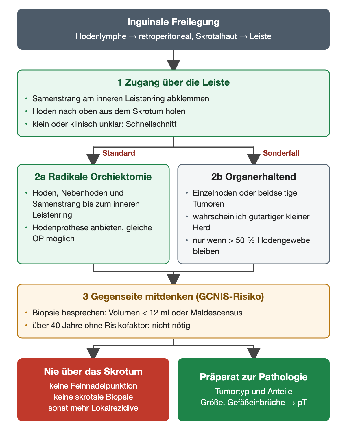Nummeriertes Schema der inguinalen Freilegung: Zugang über die Leiste mit Abklemmen des Samenstrangs, dann radikale Orchiektomie als Standard oder organerhaltende Operation als Sonderfall, danach Beurteilung der Gegenseite; unten nie über das Skrotum und Präparat zur Pathologie