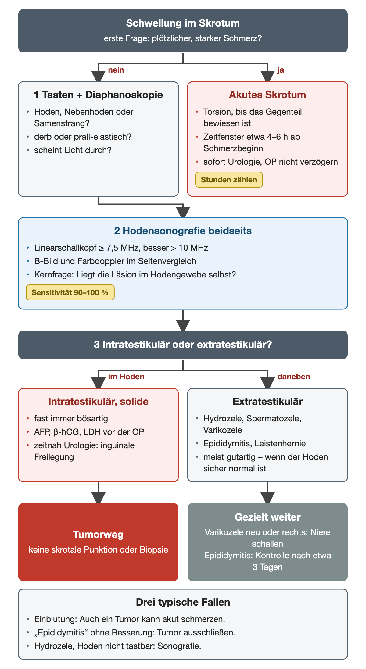 Nummeriertes Entscheidungsschema: Schwellung im Skrotum; bei plötzlichem starkem Schmerz akutes Skrotum mit Zeitfenster von etwa 4 bis 6 Stunden, sonst Tasten mit Diaphanoskopie und beidseitige Hodensonografie; die Frage intratestikulär oder extratestikulär führt zum Tumorweg oder zur gezielten Abklärung; unten ein Kasten mit drei typischen Fallen