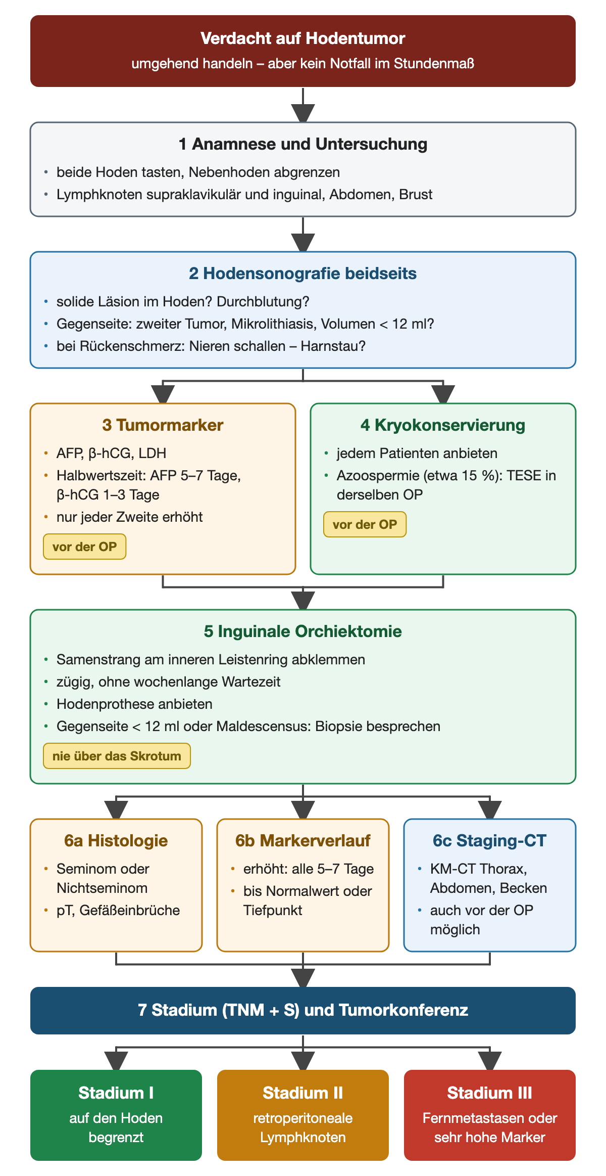 Nummerierter Zeitpfad: Verdacht auf Hodentumor, Anamnese und Untersuchung, beidseitige Hodensonografie, nebeneinander Tumormarker und Kryokonservierung vor der Operation, inguinale Orchiektomie, danach Histologie, Markerverlauf alle 5 bis 7 Tage und Staging-CT, schließlich Stadium und Tumorkonferenz mit den Stadien I bis III