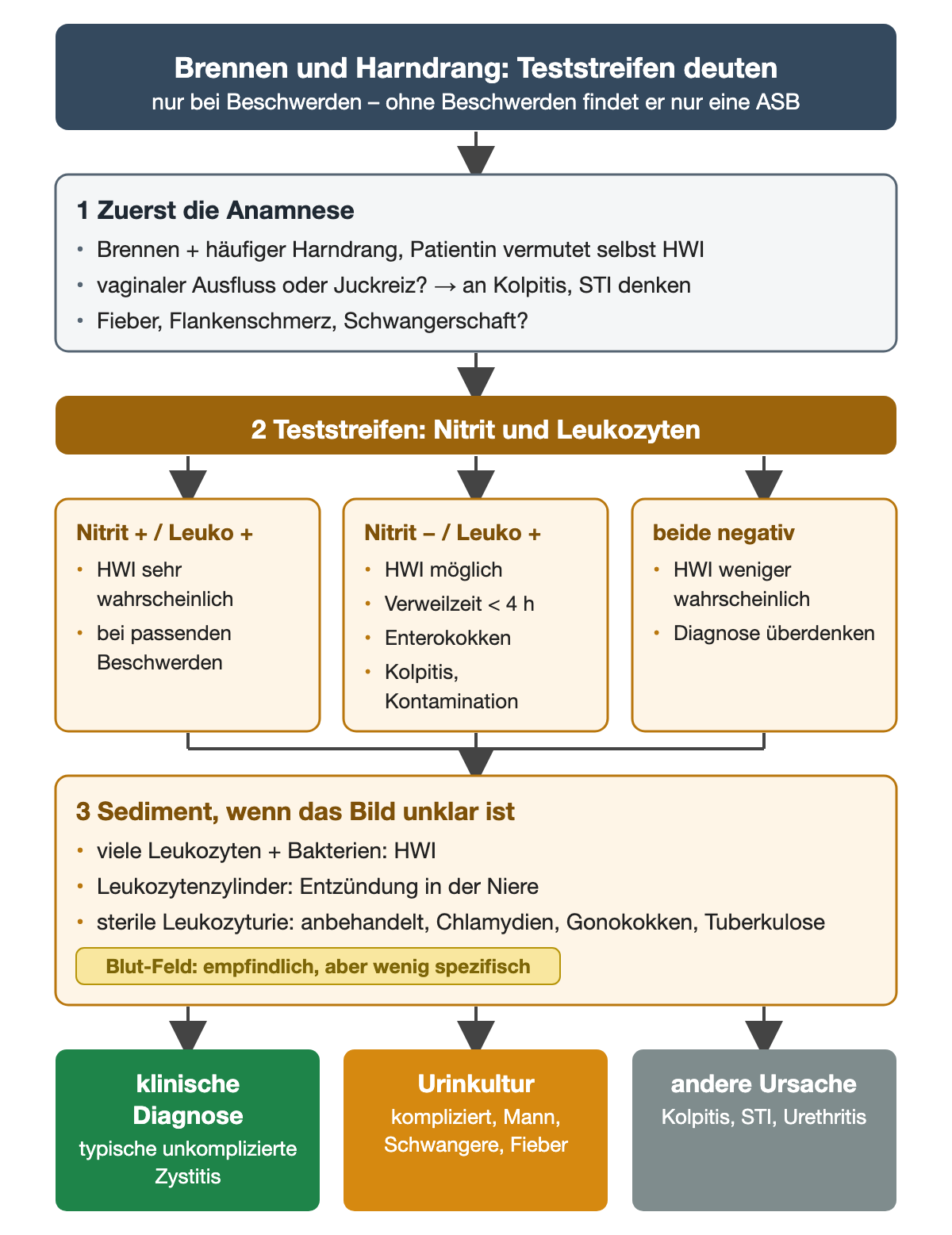 Ablaufdiagramm: Anamnese, dann Teststreifen mit drei Ergebnissen (Nitrit und Leukozyten positiv, nur Leukozyten positiv, beide negativ), dann Sediment bei unklarem Bild; unten drei Wege: klinische Diagnose, Urinkultur, andere Ursache
