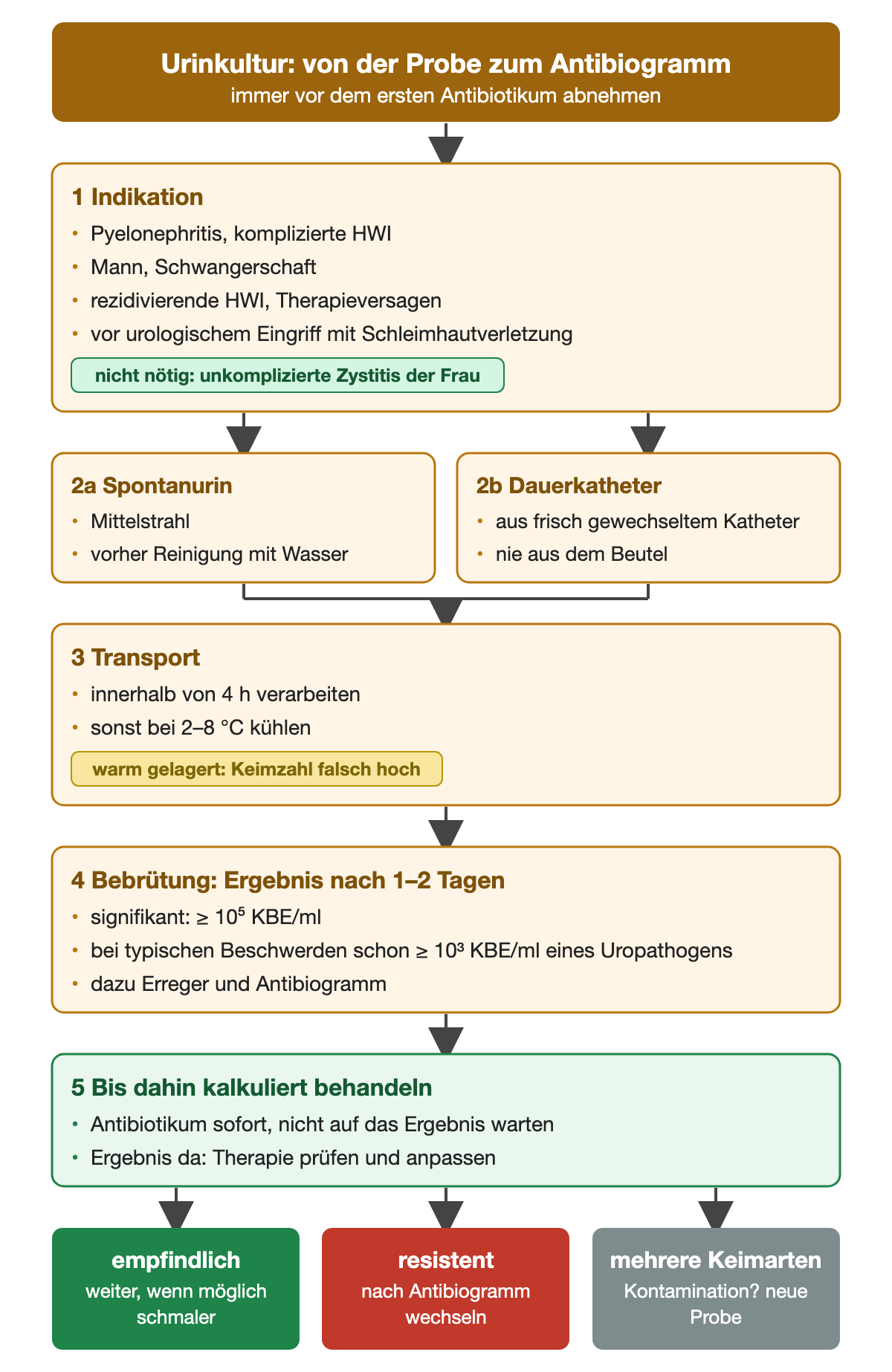 Fünf nummerierte Schritte der Urinkultur von der Indikation über Probengewinnung bei Spontanurin oder Katheter, Transport, Bebrütung mit Grenzwerten bis zur kalkulierten Therapie; unten drei Ergebnisse: empfindlich, resistent, mehrere Keimarten