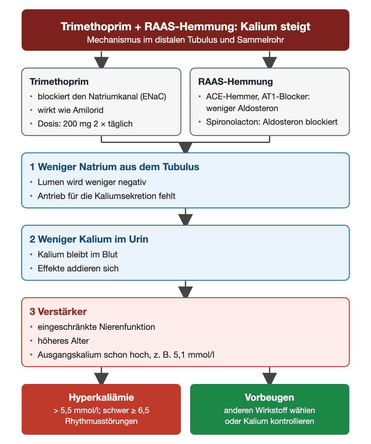 Mechanismus: Trimethoprim blockiert den Natriumkanal, RAAS-Hemmer senken oder blockieren Aldosteron; beides führt zu weniger Natriumaufnahme aus dem Tubulus und weniger Kaliumausscheidung; Verstärker sind eingeschränkte Nierenfunktion, Alter und hohes Ausgangskalium; unten Hyperkaliämie und Vorbeugung