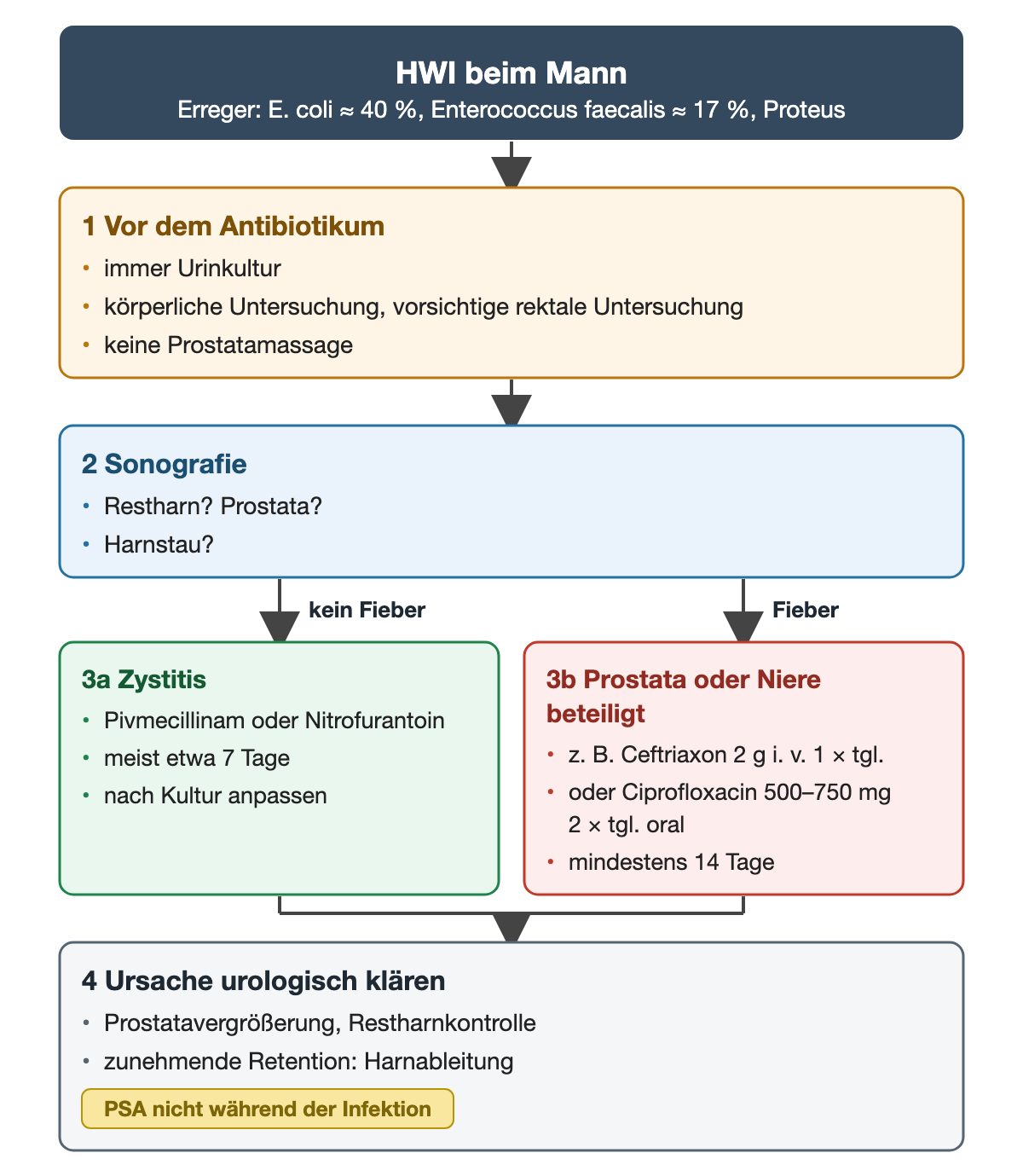 HWI beim Mann: Urinkultur und Untersuchung vor dem Antibiotikum, Sonografie, dann zwei Wege ohne und mit Fieber mit Wirkstoffen und Dauer, zuletzt urologische Ursachenklärung