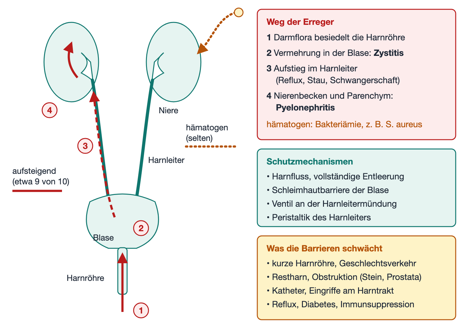 Schematischer Harntrakt mit Niere, Harnleiter, Blase und Harnröhre; rote Pfeile zeigen den aufsteigenden Weg der Erreger, ein orange gestrichelter Pfeil den Weg über das Blut; rechts drei Kästen zu Erregerweg, Schutzmechanismen und schwächenden Faktoren