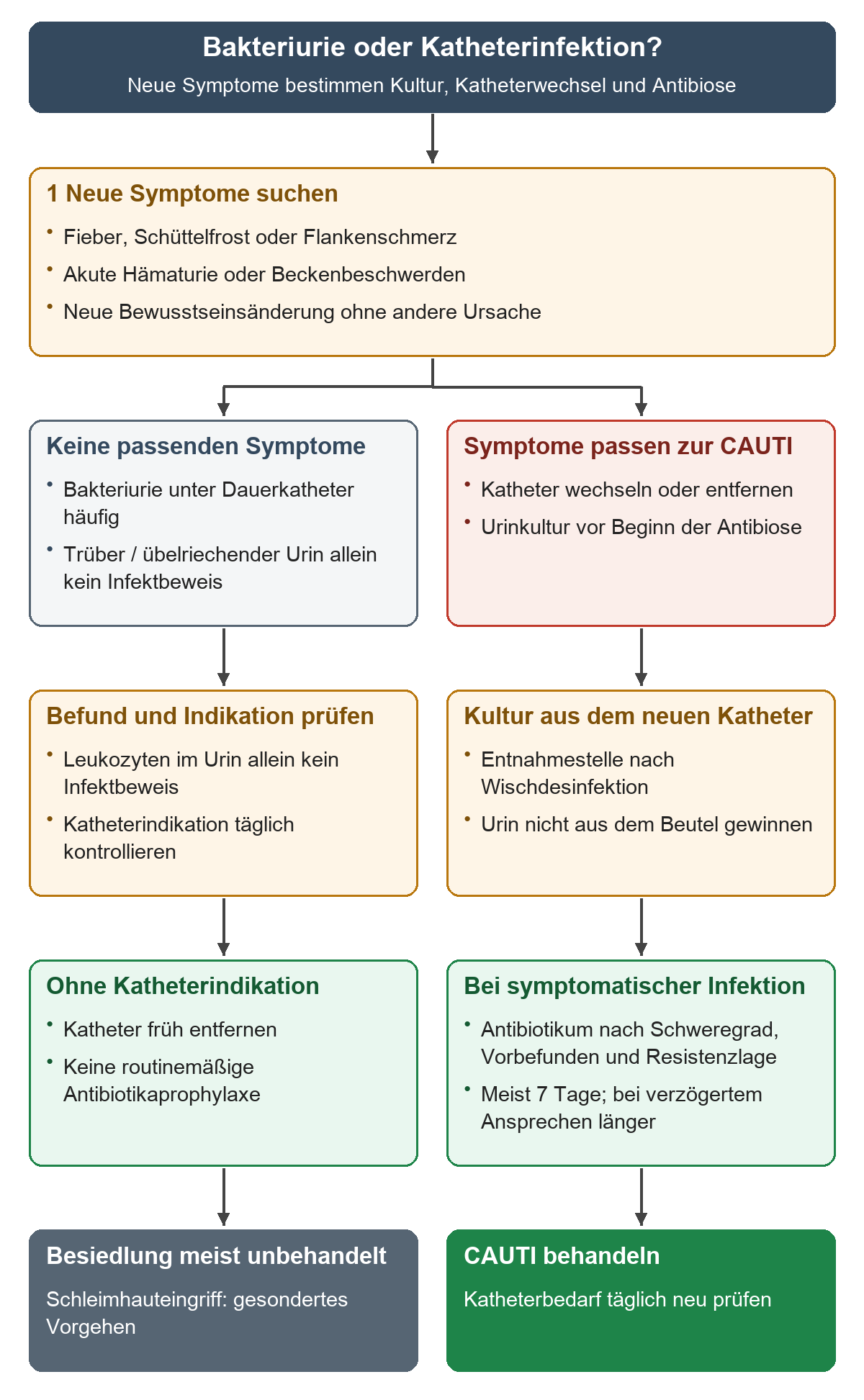 Neue Symptome führen rechts zur Katheterentfernung oder zum Wechsel, Kultur vor Antibiotikum und symptomgerichteter Therapie; links werden asymptomatische Besiedlung und Katheterindikation geprüft.
