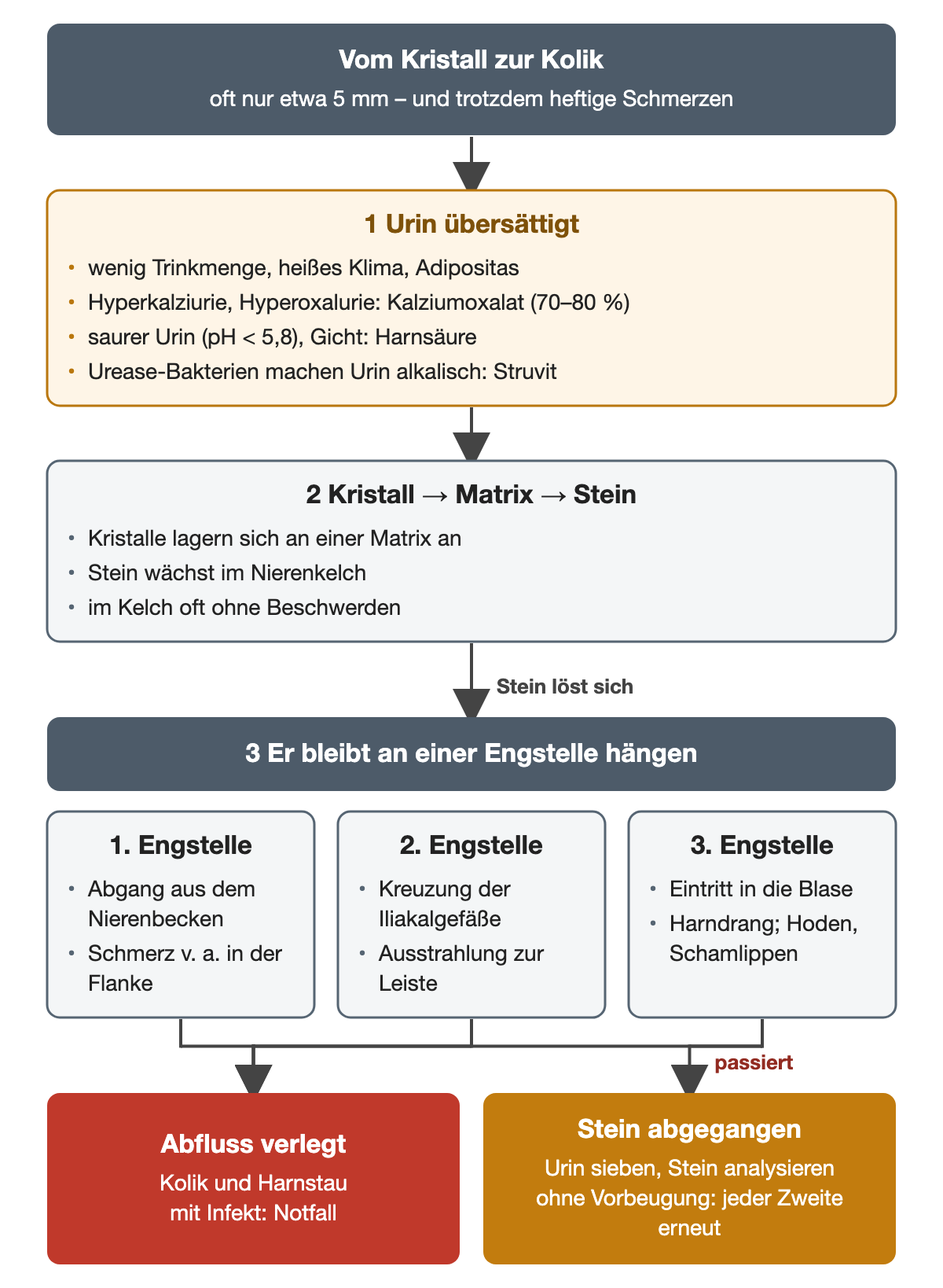 Flussschema von übersättigtem Urin über Kristall und Stein im Nierenkelch zu den drei Engstellen des Harnleiters; unten Abflussverlegung oder Steinabgang